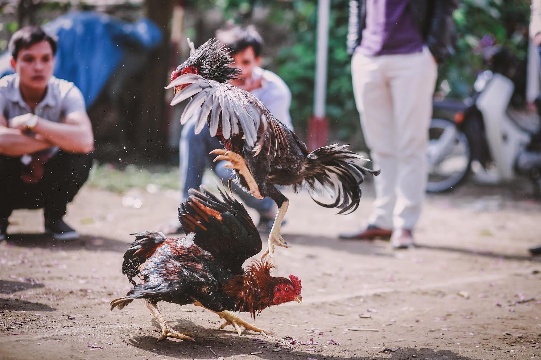 Peleas ilegales de gallos. 