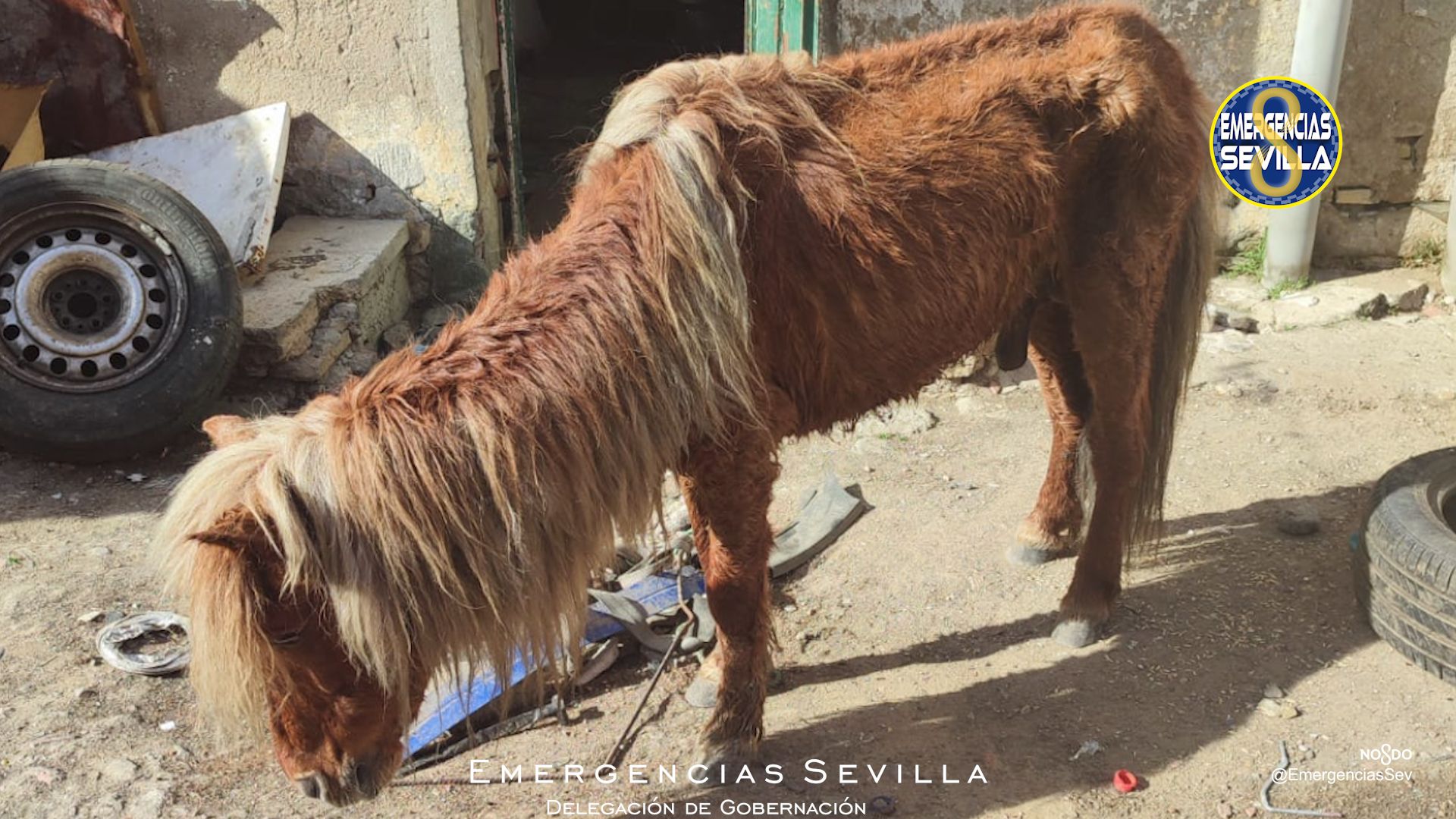 Investigan a una mujer por tener a un poni con "delgadez extrema y sin cuidados" en Sevilla