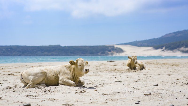 Vacas en la playa de Bolonia, Tarifa. FOTO: ANDALUCIA.ORG.
