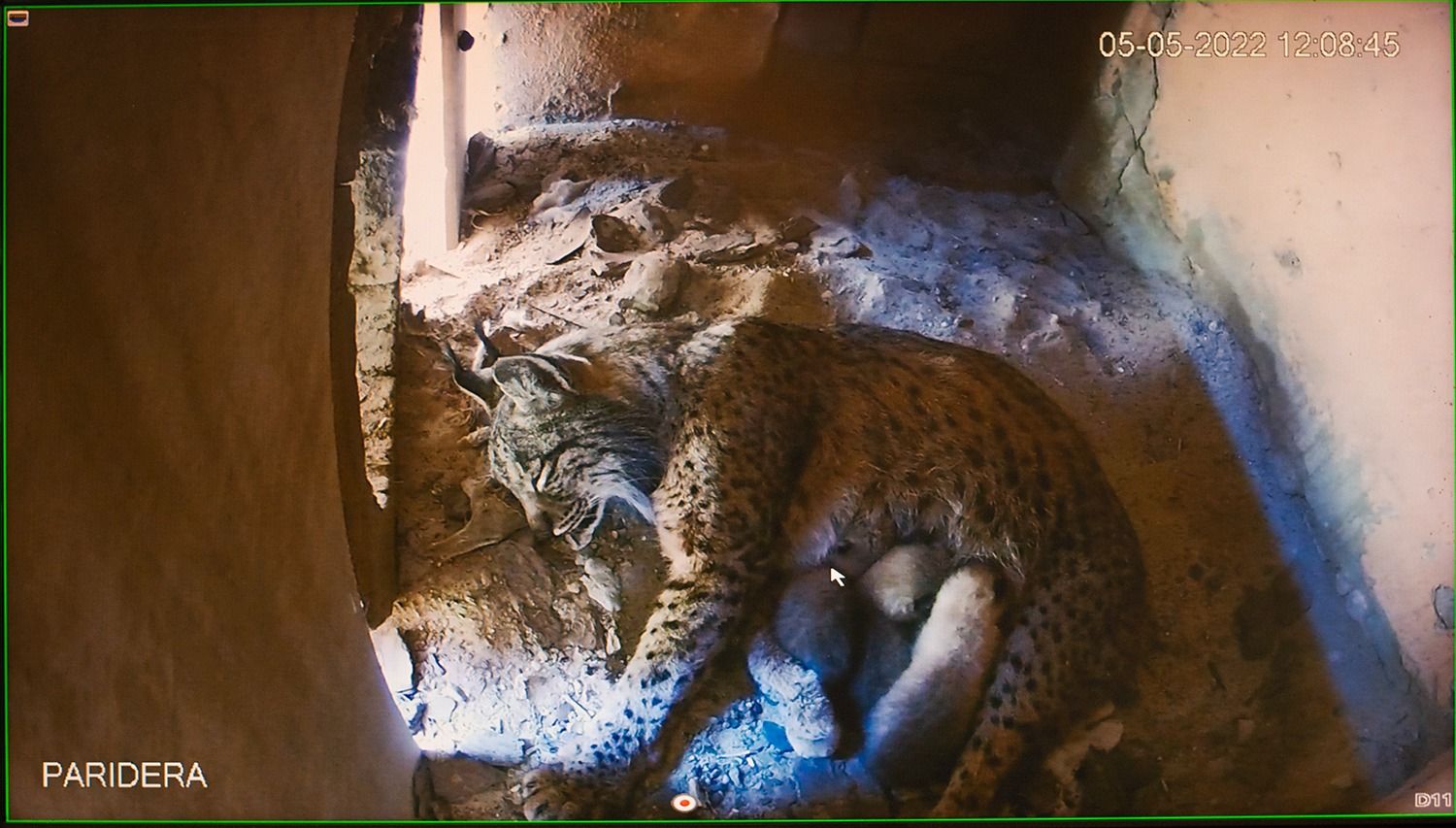 Las crías de 'Fárfara' e 'Hidrógeno' amamantándose, en la instalación con que cuentan en el Zoo de Jerez.