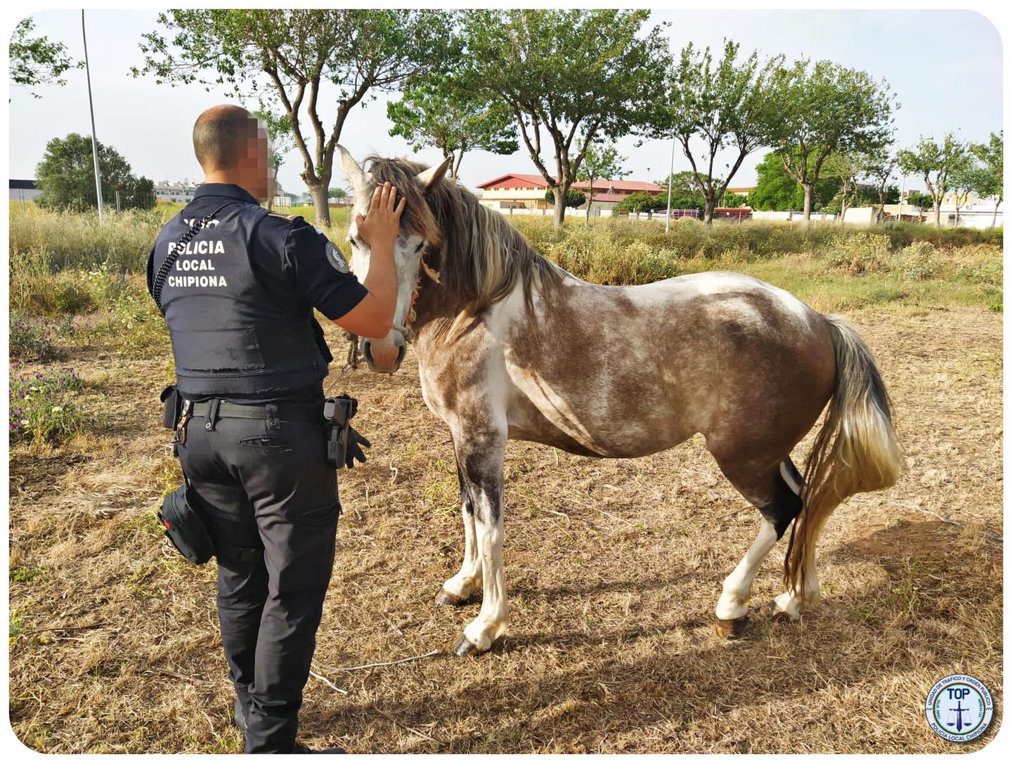 La Policía encuentra a una yegua perdida en Chiclana.