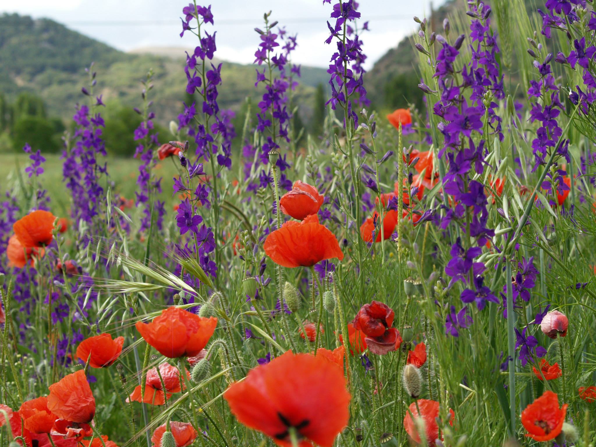 Amapolas y lavandas en un campo andaluz. FOTO: ÁNGEL MUÑOZ. 