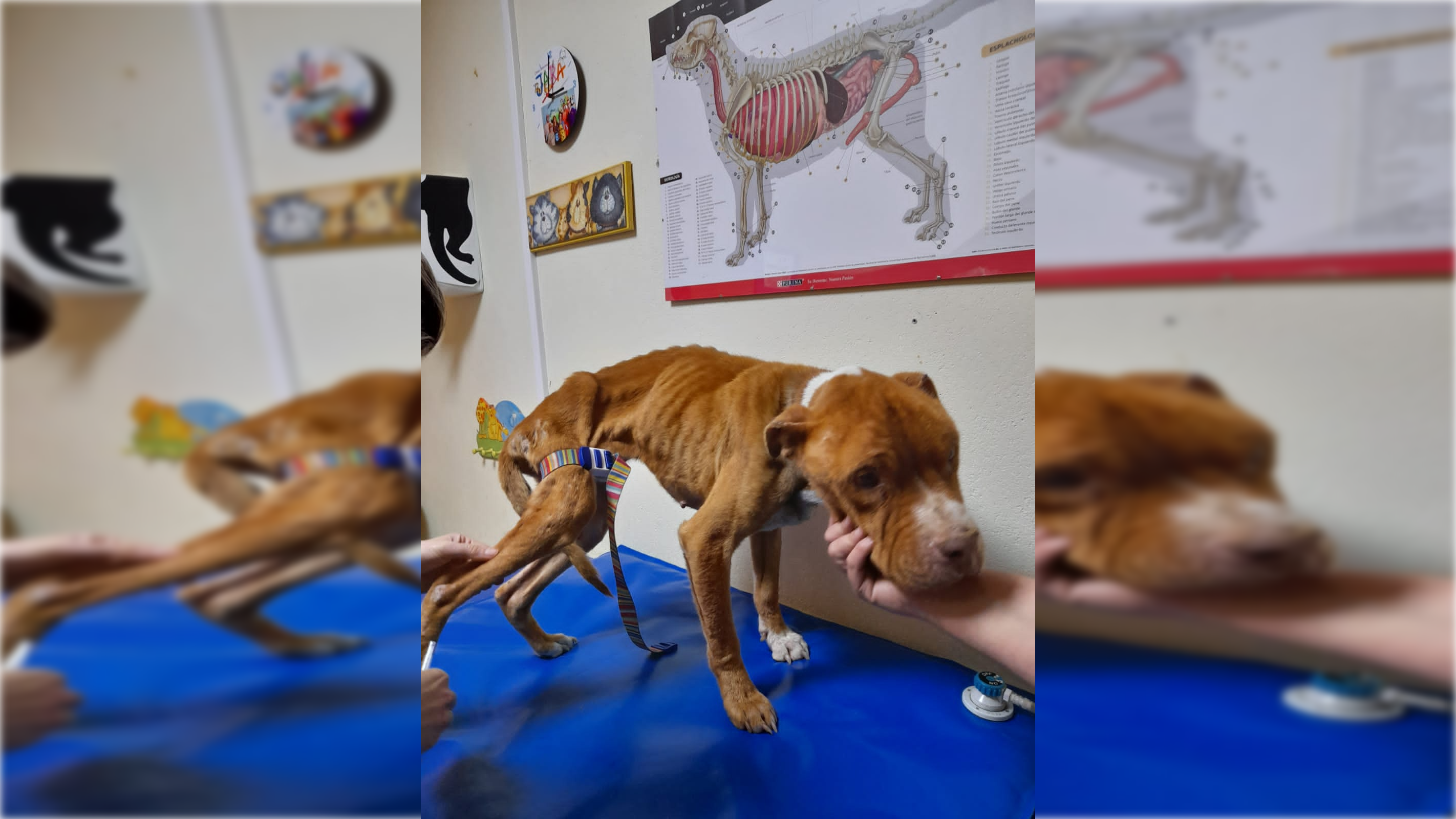 Tyson, el perro maltratado en Córdoba hasta casi la muerte.  GALGOS DEL SUR. 