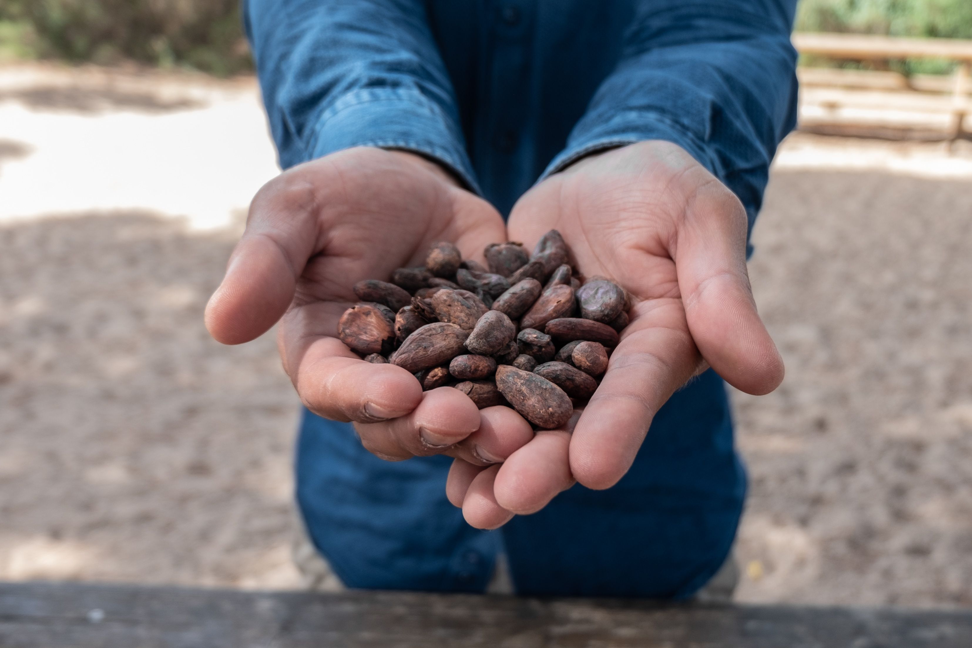 José enseña los granos de cacao cultivados en Venezuela.