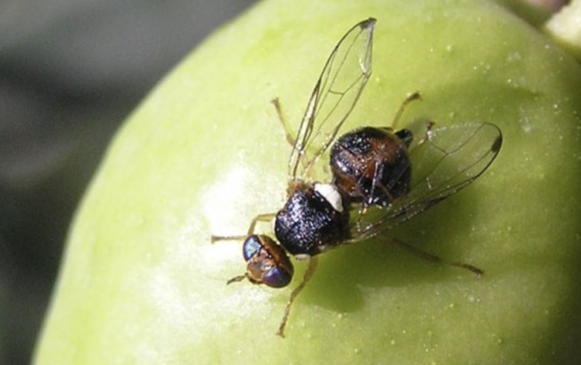 El consenso y las moscas. 