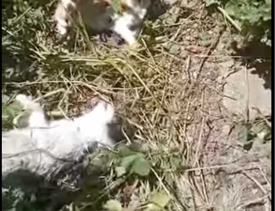 Aparecen cuatro gatos aparentemente envenenados en Jaén. Aparecen cuatro gatos aparentemente envenenados en Jaén.