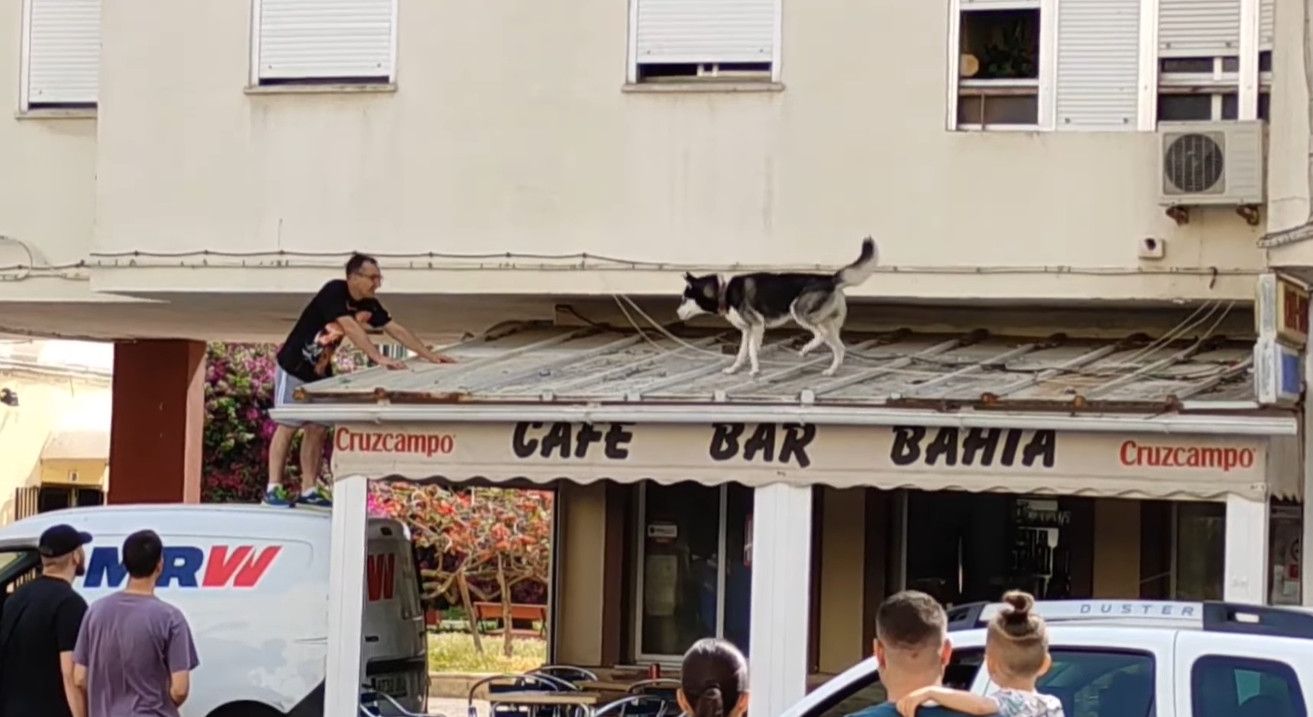 Rescate de un husky atrapado en el techo de un bar en la barriada de Río San Pedro, Puerto Real. Rescate de un husky atrapado en el techo de un bar en la barriada de Río San Pedro, Puerto Real.