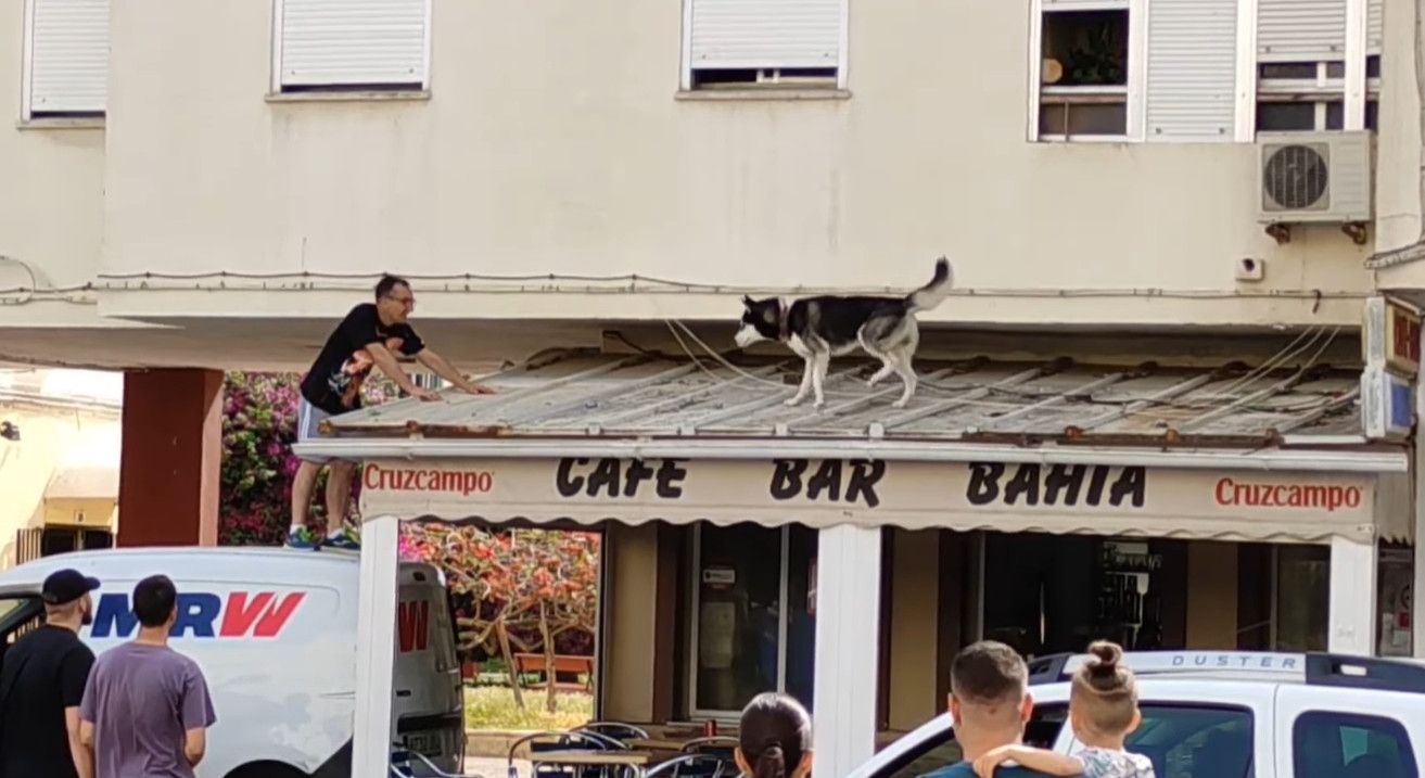 Rescate de un husky atrapado en el techo de un bar en la barriada de Río San Pedro, Puerto Real.