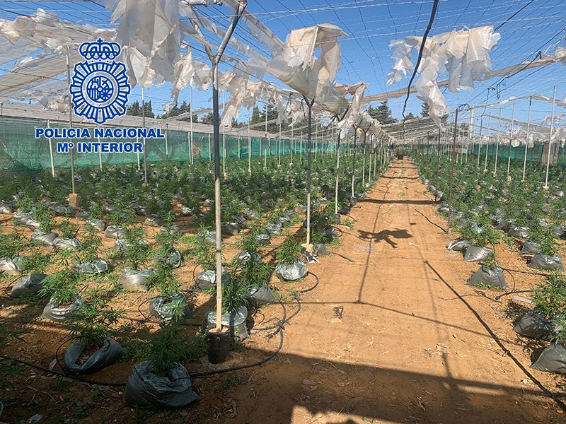 Casi 20.000 metros destinados al cultivo de marihuana en la zona de El Colorado en Conil. Casi 20.000 metros destinados al cultivo de marihuana en la zona de El Colorado en Conil.
