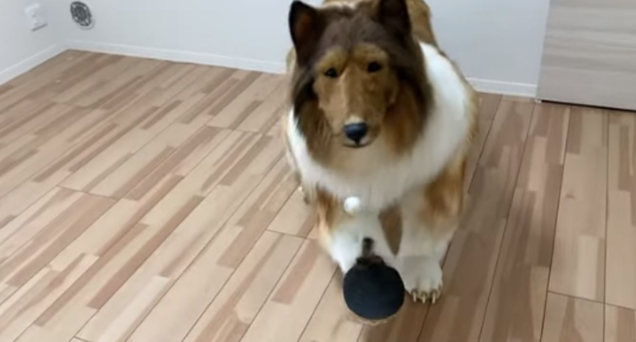 Toko, el hombre que se ha 'convertido' en un collie.