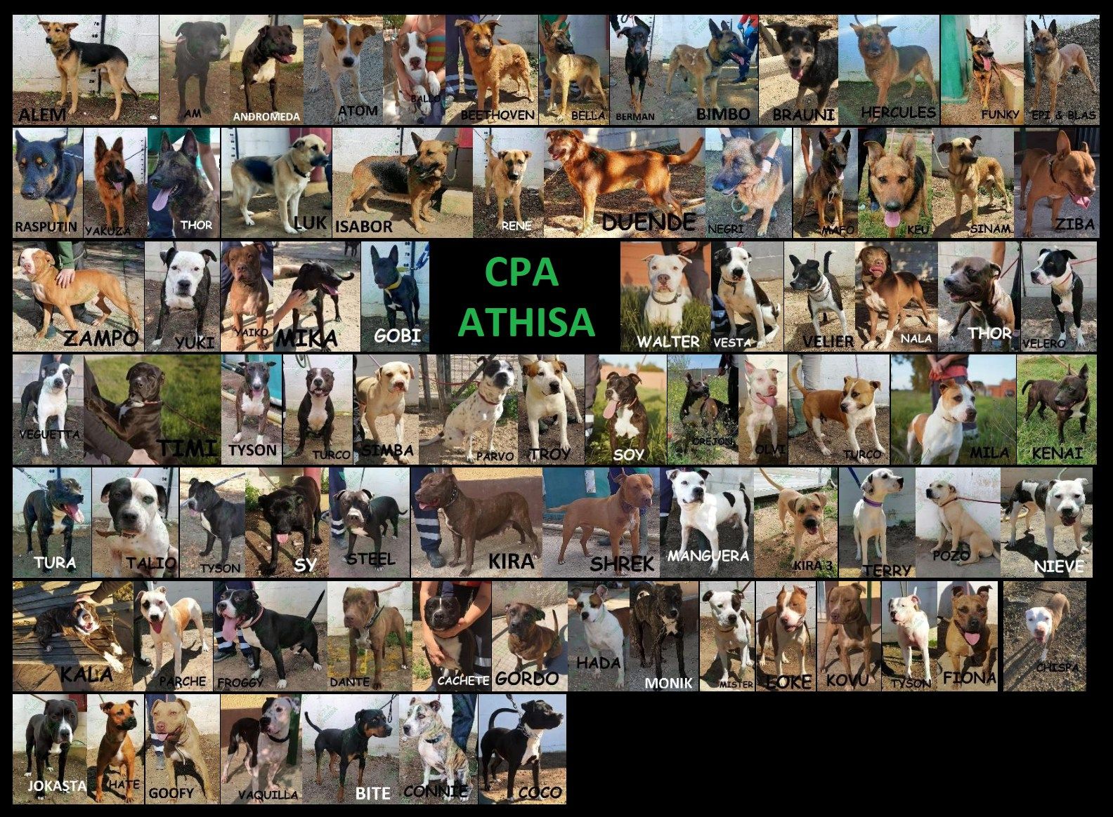Collage con algunos animales recogidos en Cadiz, San Fernando, Puerto Real y Chiclana compartido por la protectora. Collage con algunos animales recogidos en Cadiz, San Fernando, Puerto Real y Chiclana compartido por la protectora.