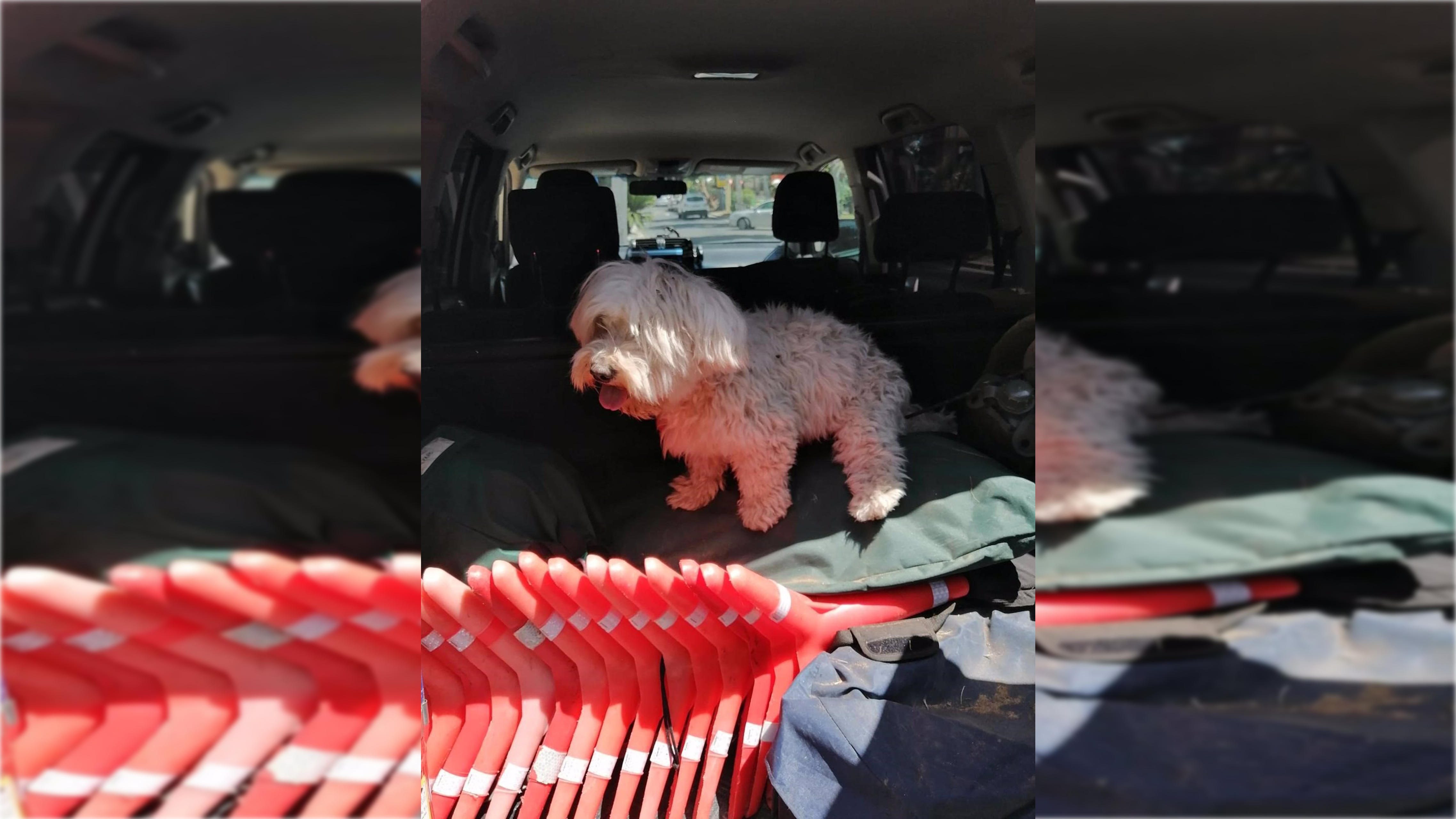 El final feliz de un perro robado en Dos Hermanas: dirección a Málaga, deshidratado y de la mano del ladrón