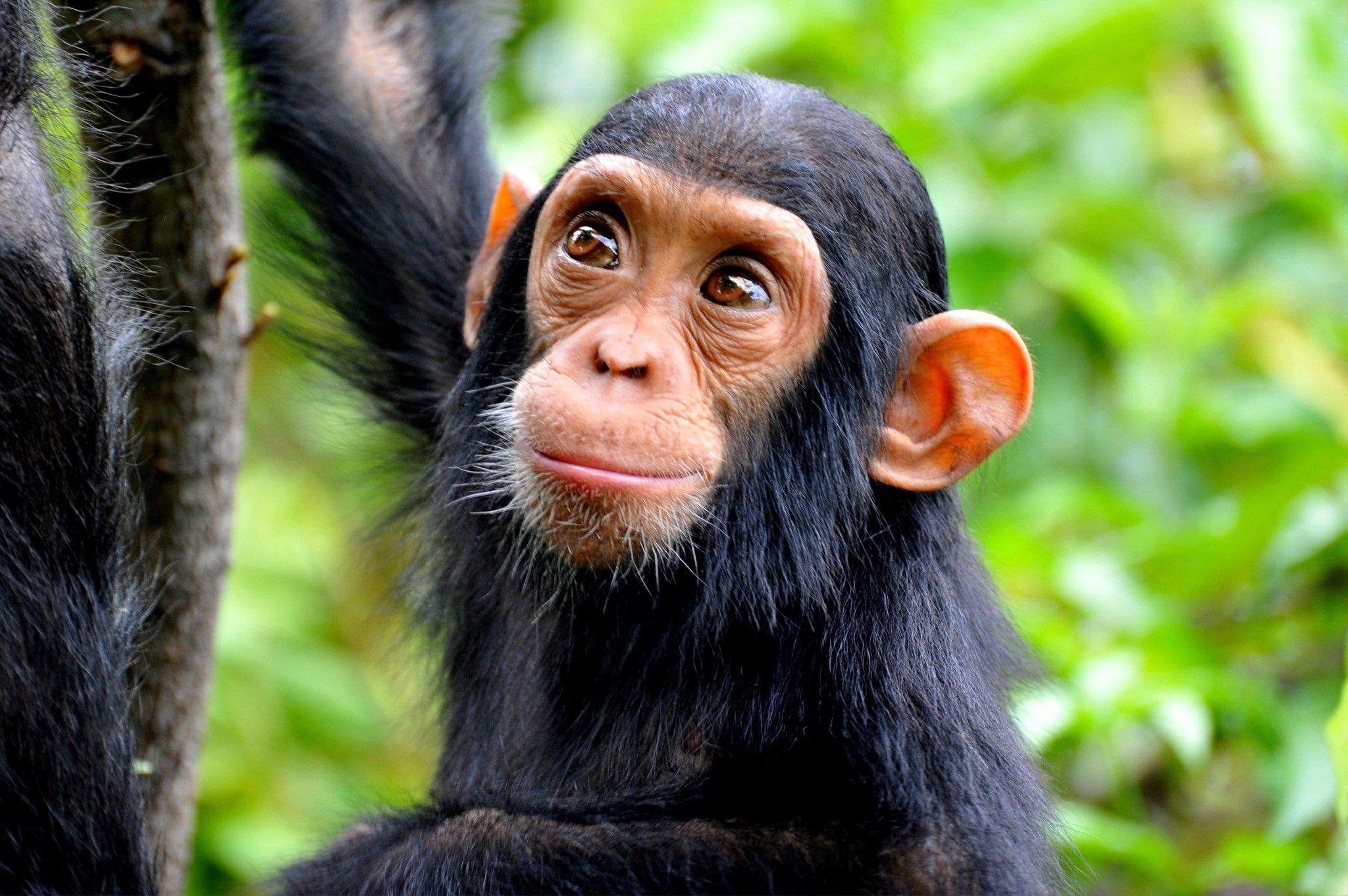Una fotografía de un chimpance para la revista científica. LUCALOPEZ NATIONALGEOGRAPHIC
