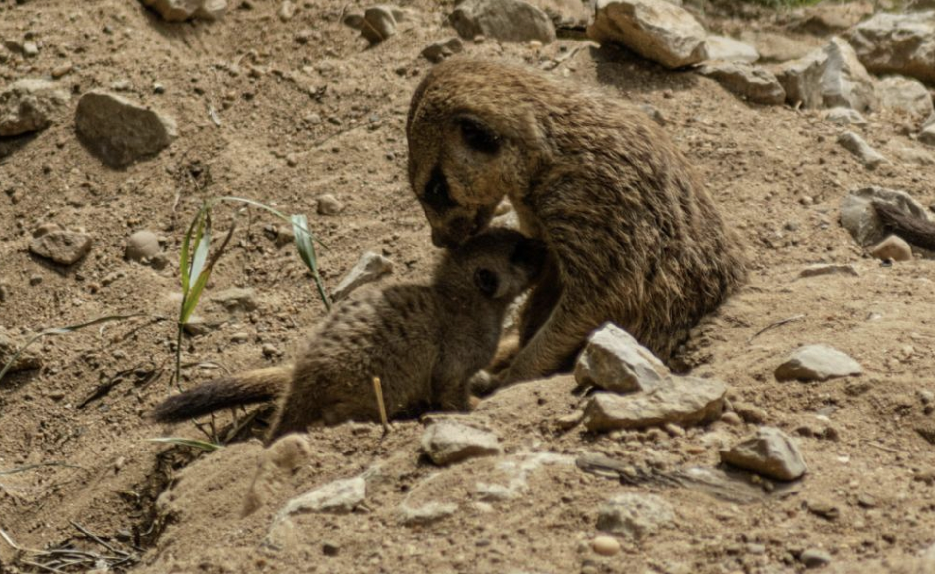 Una cría de suricato ya corretea junto a su familia en el Zoo de Jerez.