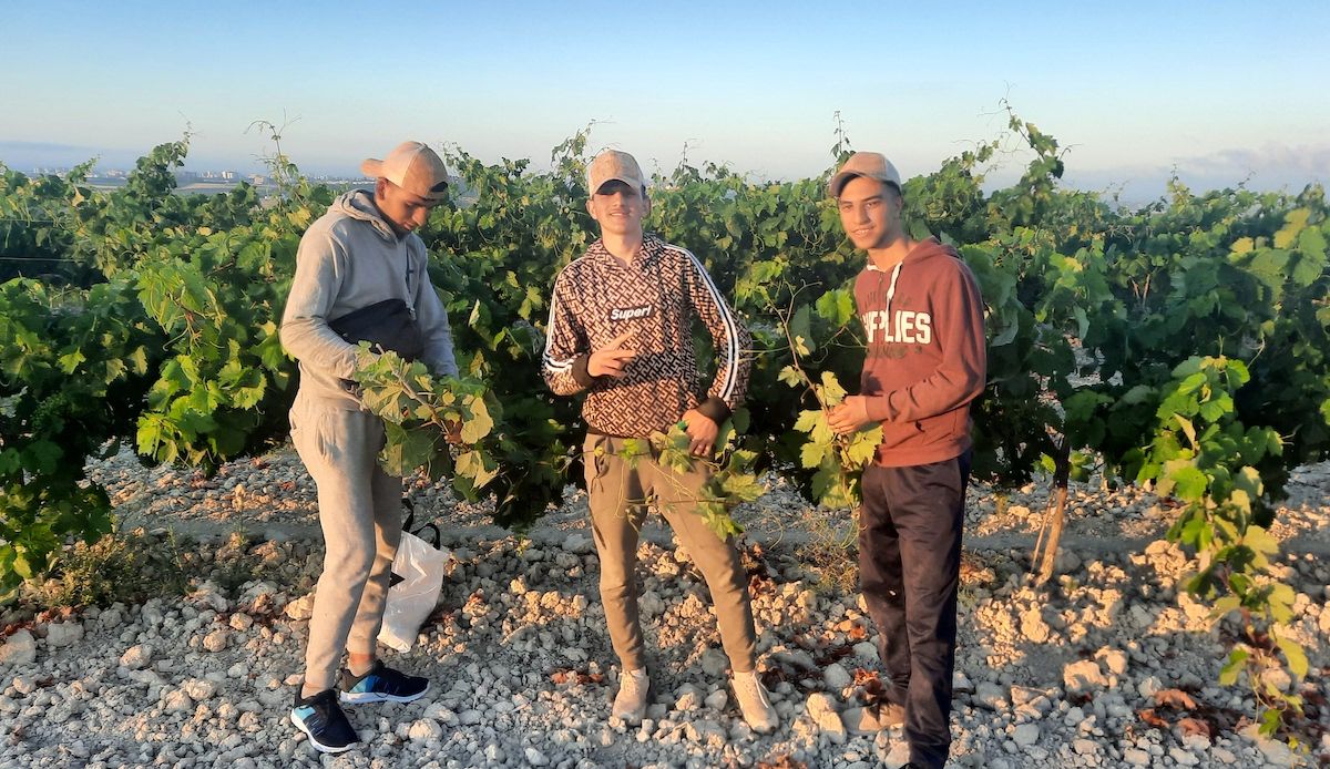 Algunos de los jóvenes extutelados por la Junta podando viñas en Jerez.