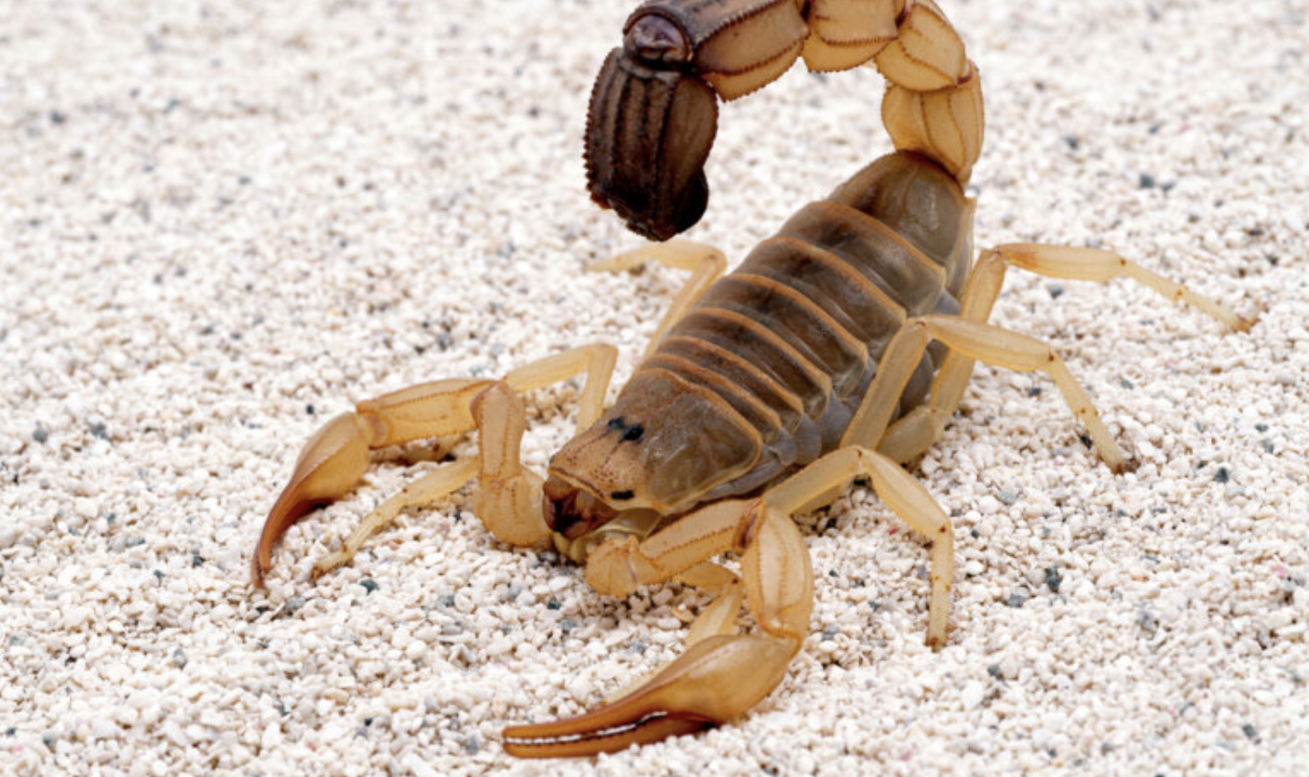 Los escorpiones son una de las especies arácnidas con las que más se trafica en el mundo.