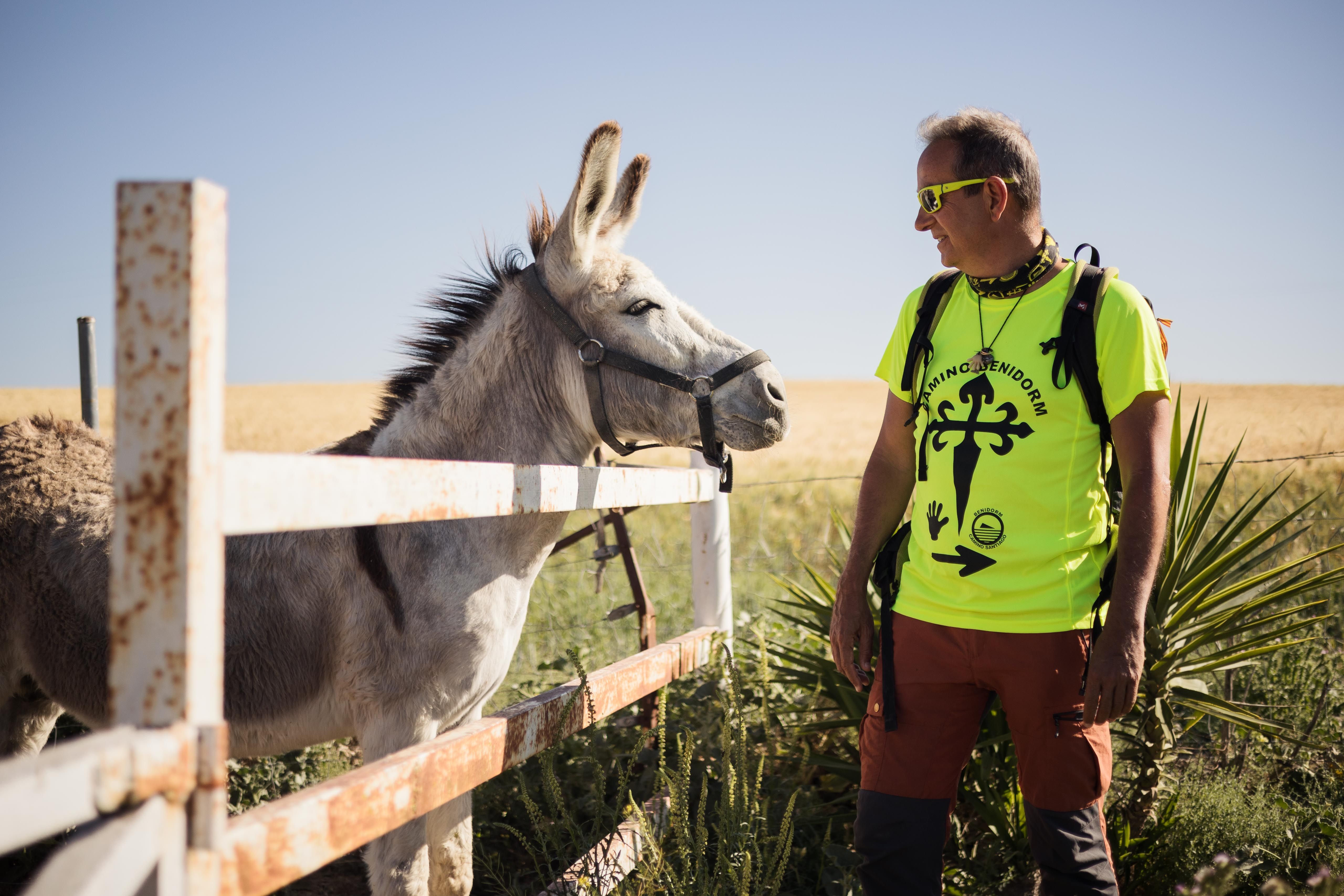 El peregrino se encuentra con un burro durante el camino.