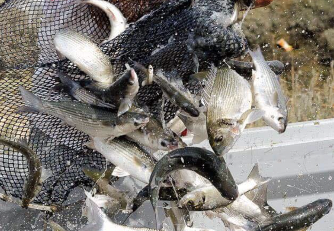 El pescado de estero es una de las señas de identidad de la provincia de Cádiz.