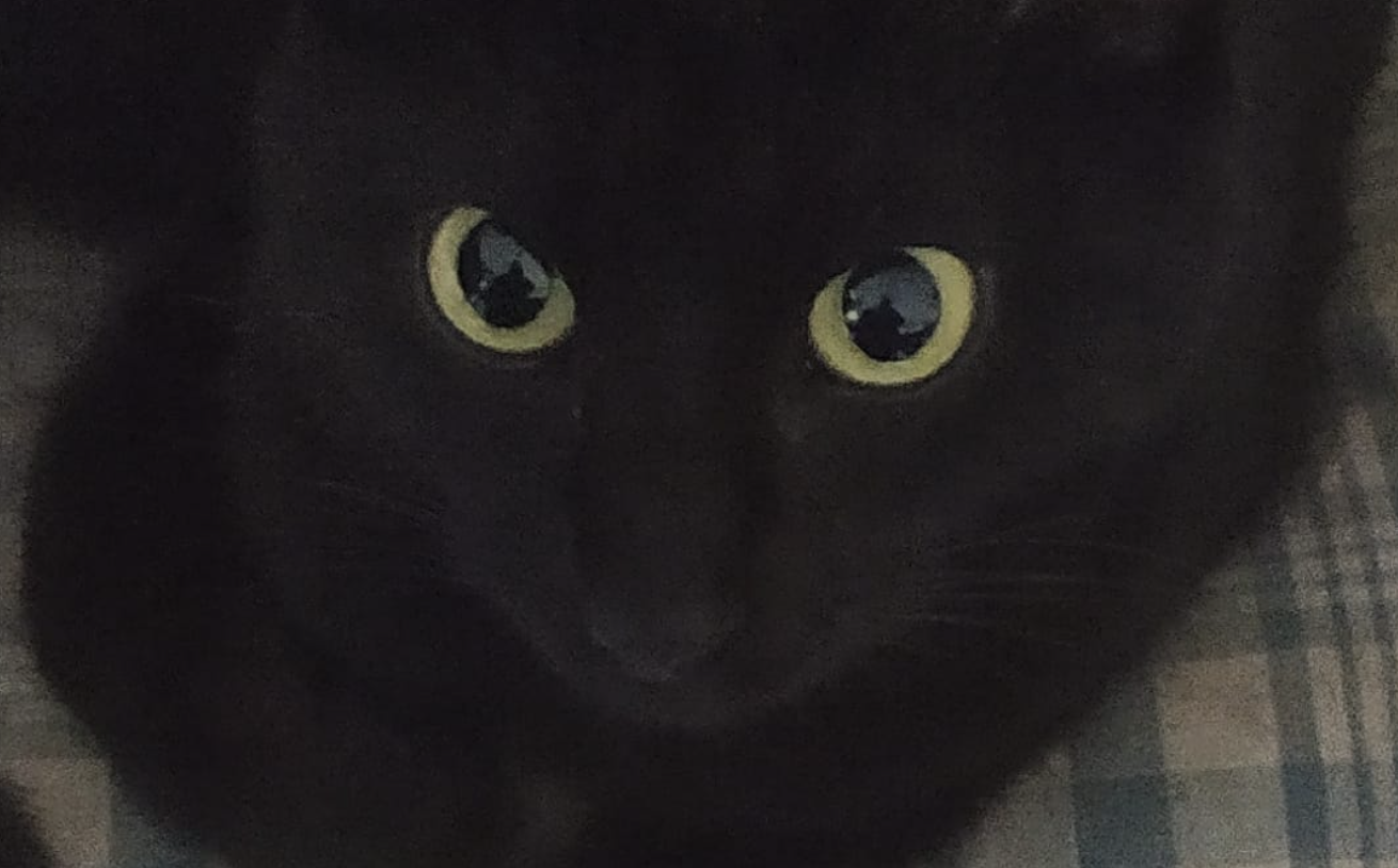 Gata atropellada en la calle Gaviota de Valdelagrana. Gata atropellada en la calle Gaviota de Valdelagrana.