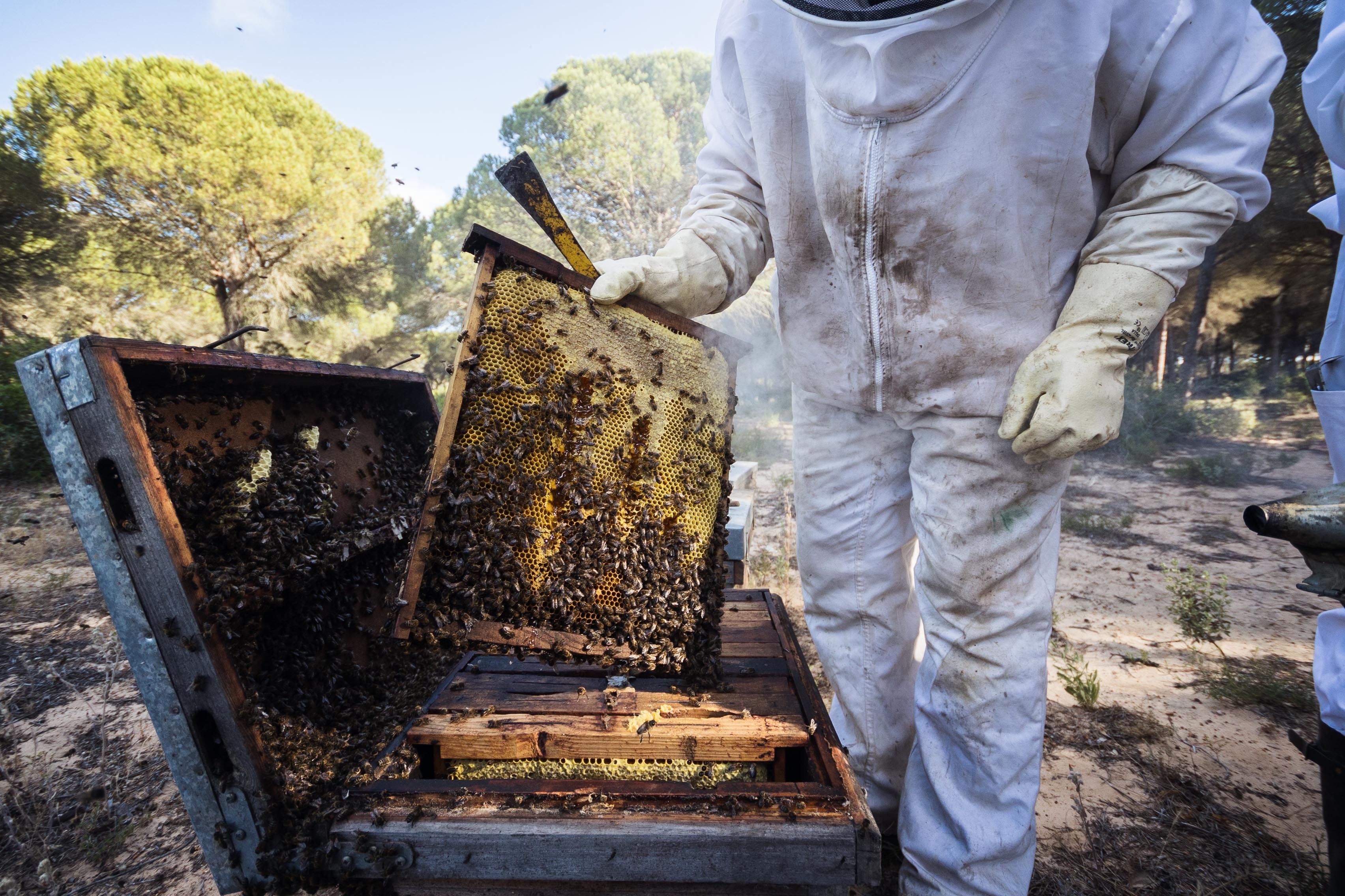 Las abejas almacenan la miel en pequeños hexágonos.