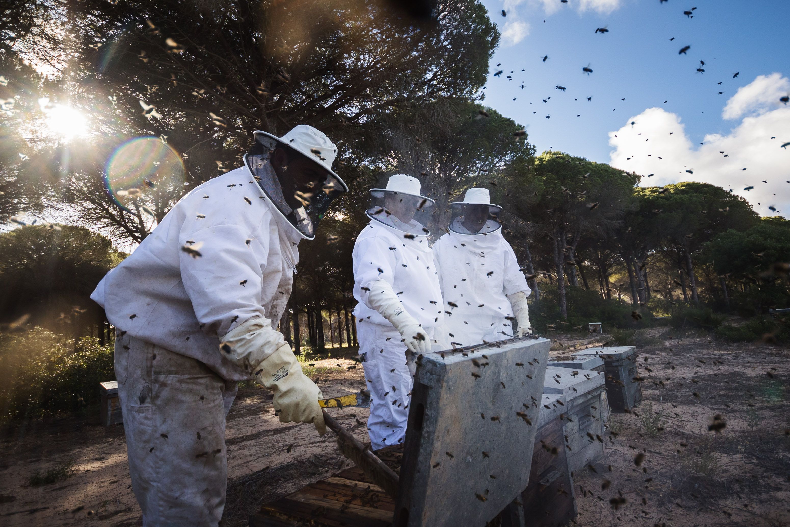 Apicultores en plena labor de recogida de miel en las colmenas. 