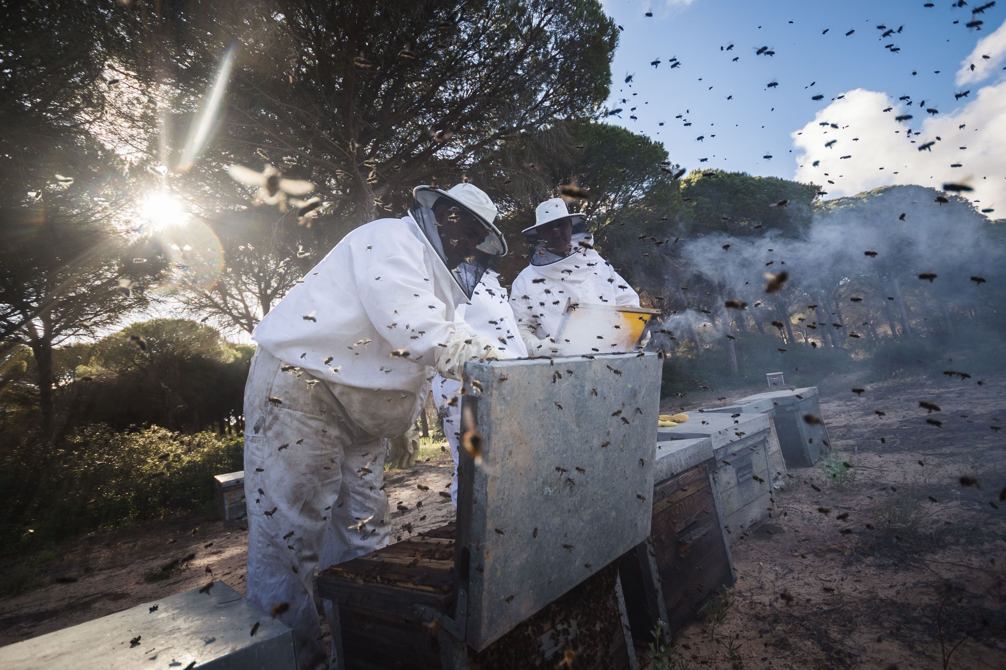 Manuel, Marian y Aurelio echan humo para calmar a las abejas.