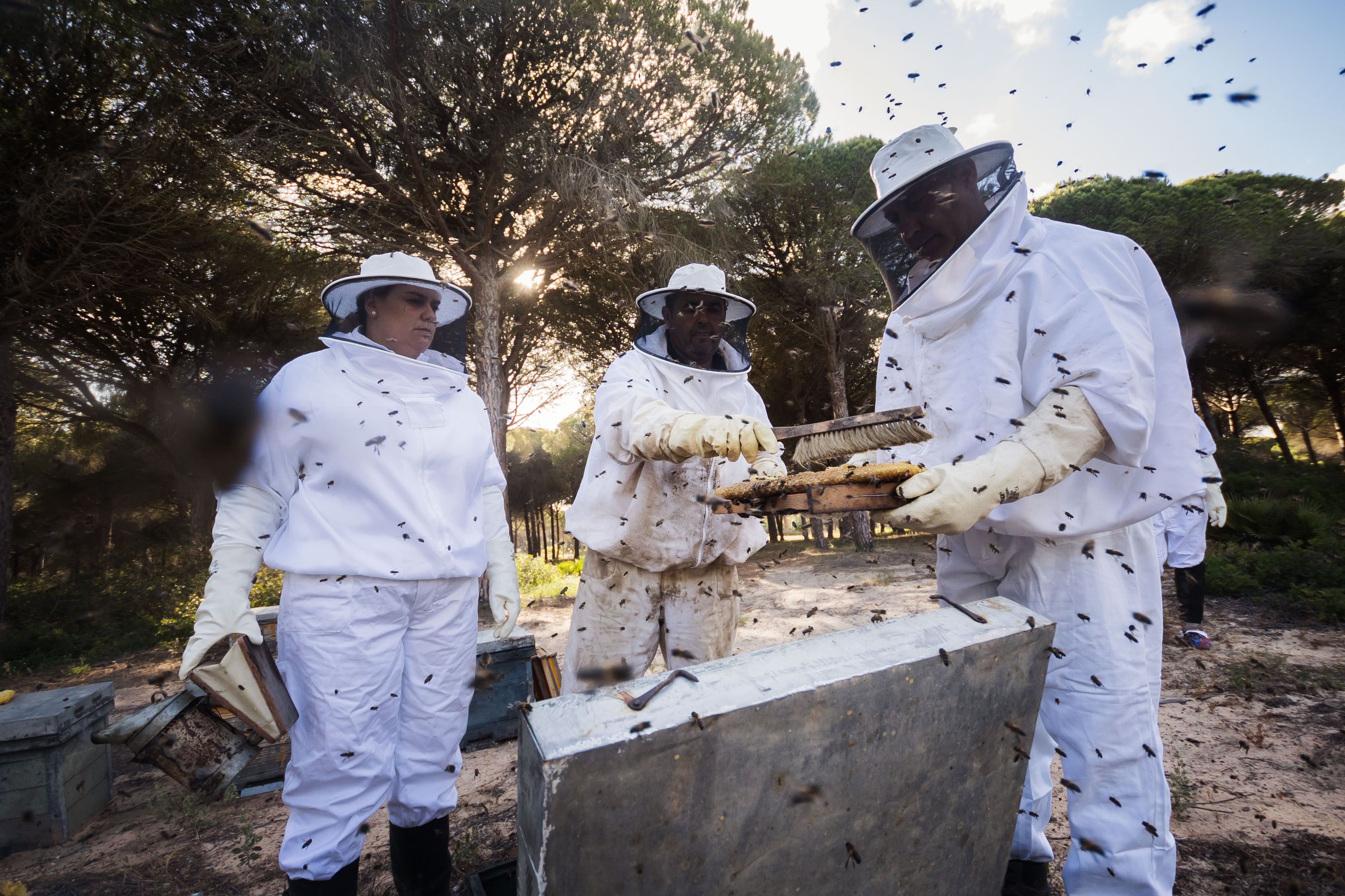 Los apicultores Manuel Payán y los hermanos Marian y Aurelio Fernández entre sus colmenas trashumantes ubicadas en Chiclana.