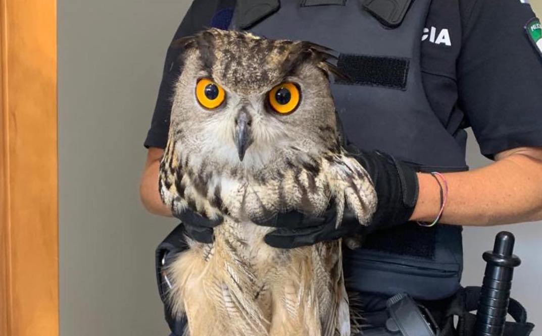 El búho real que se escapó en Sanlúcar.