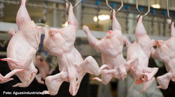 Un matadero de pollos de Córdoba emite malos olores.