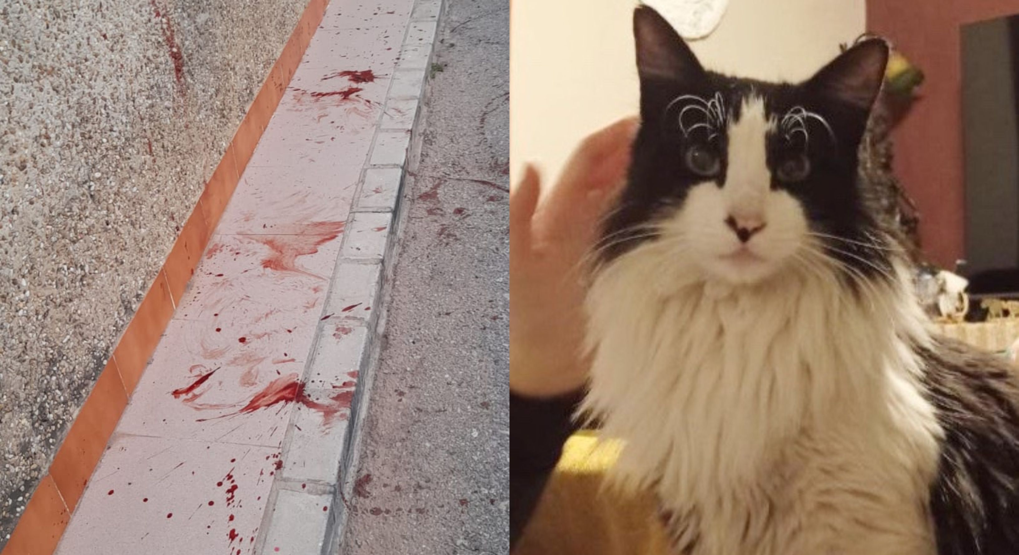 Arañito, gato asesinado cruelmente en Sevilla. 