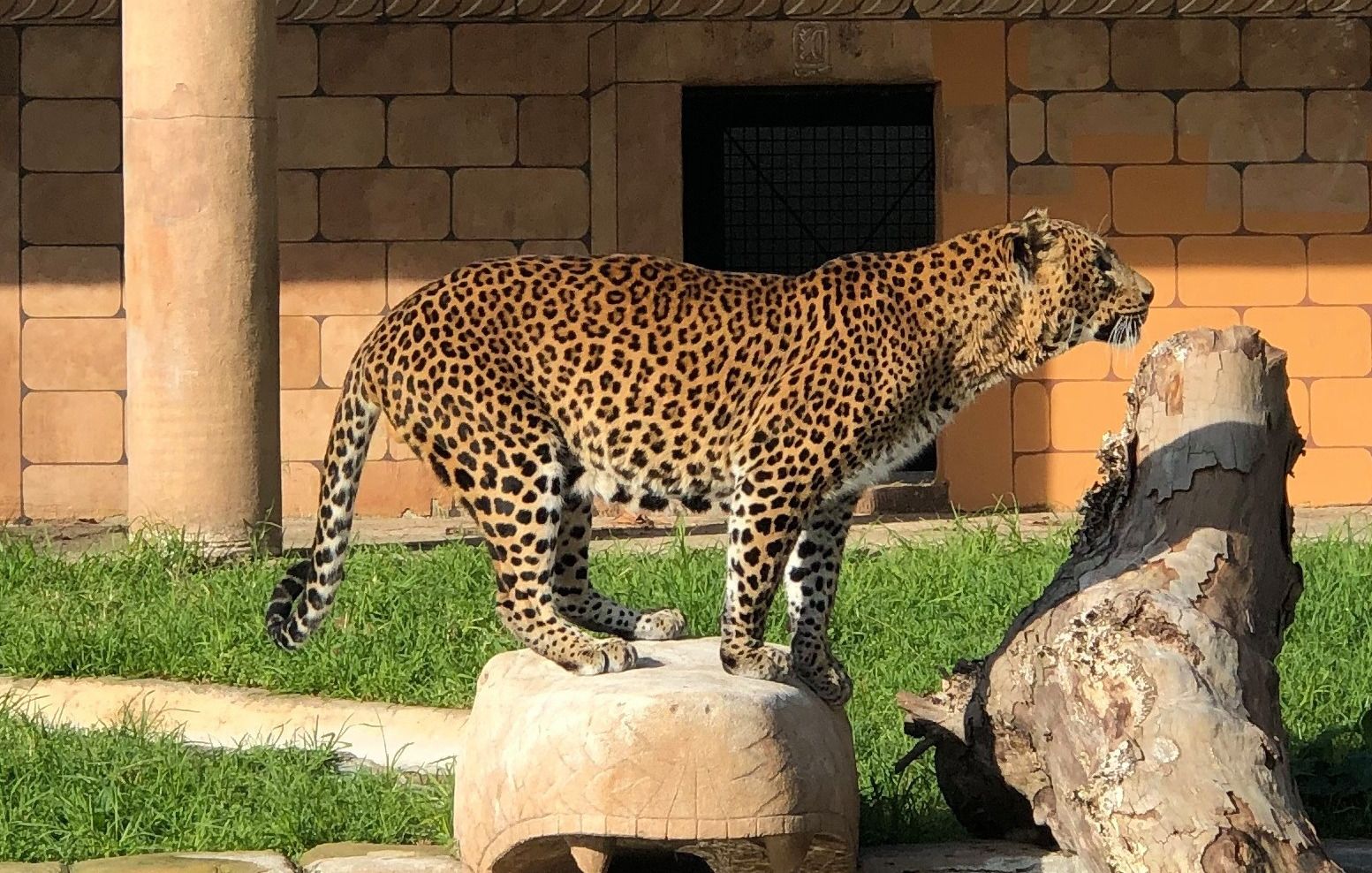 Un leopardo del Zoológico de Córdoba. ZOODECÓRDOBA