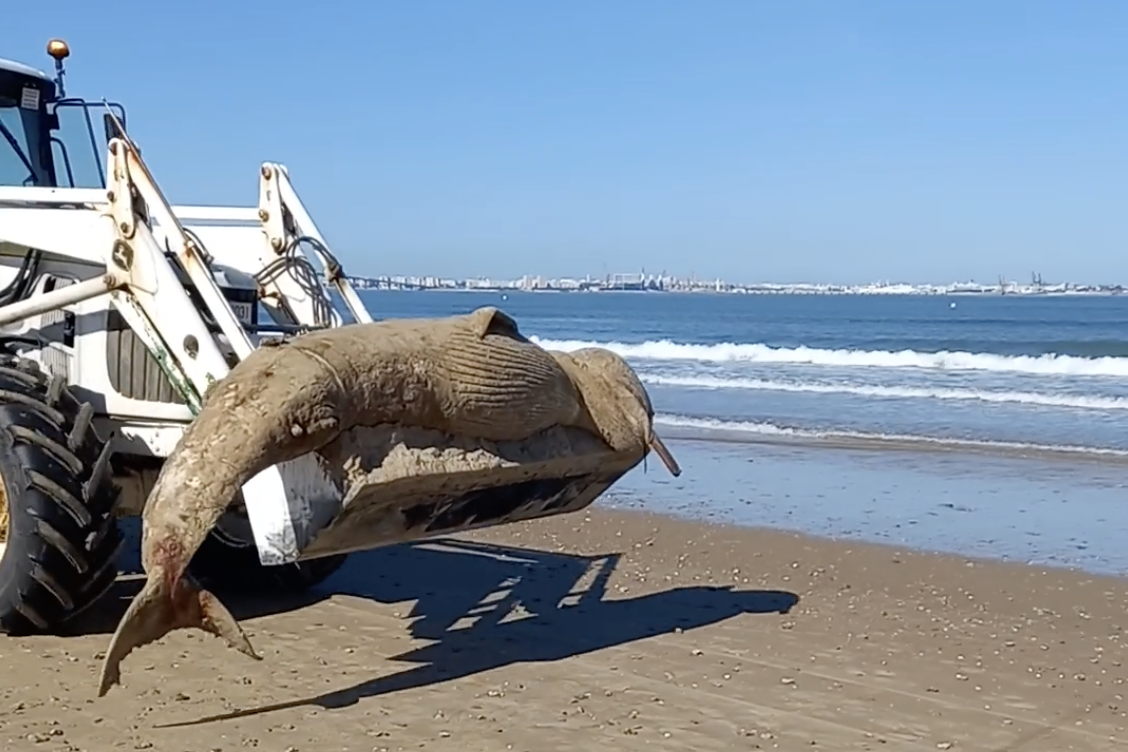 Encuentran una ballena en la playa de Valdelagrana en El Puerto.
