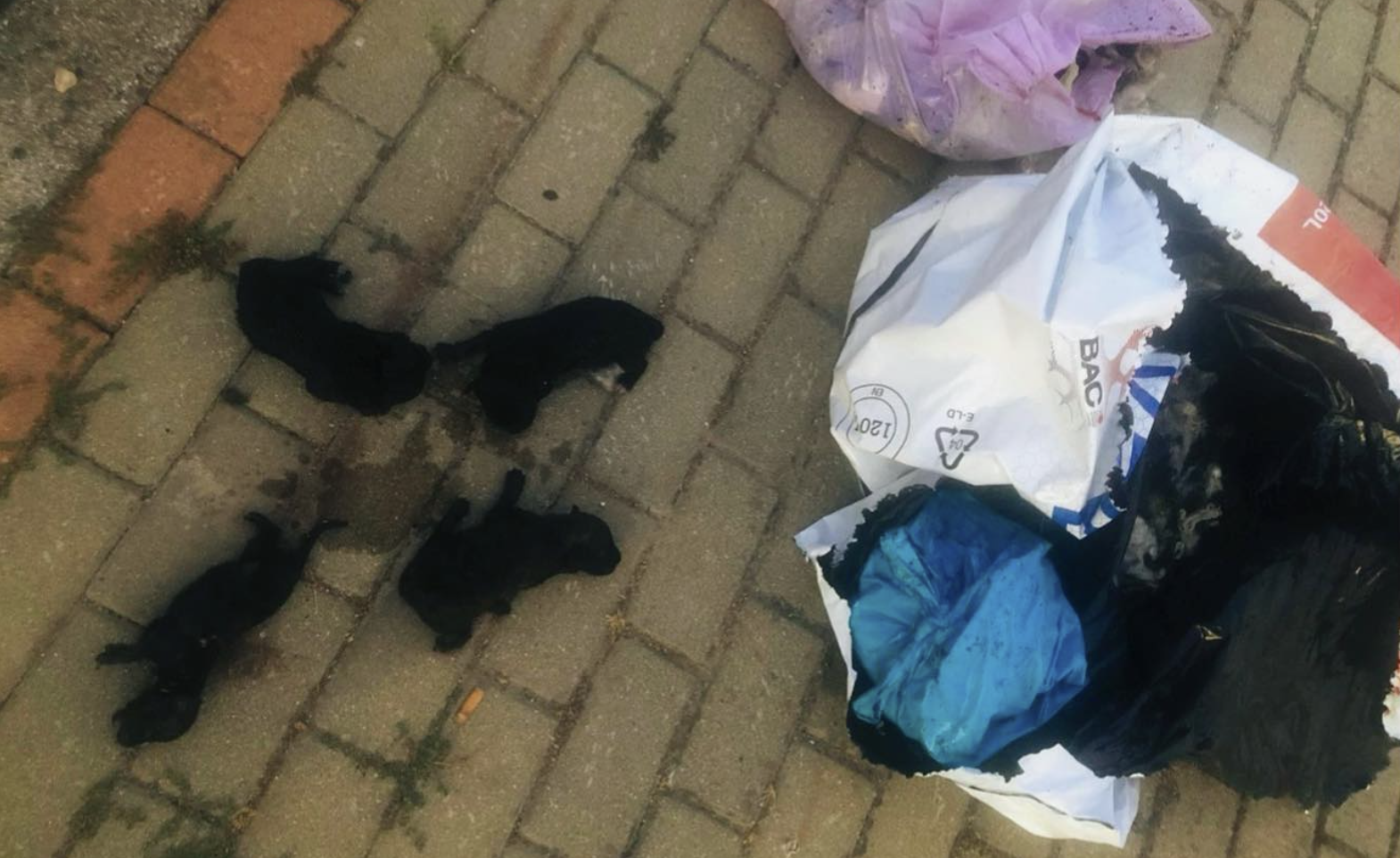 Encuentran cachorros recién nacidos tirados en un contenedor de Medina. Encuentran cachorros recién nacidos tirados en un contenedor de Medina.