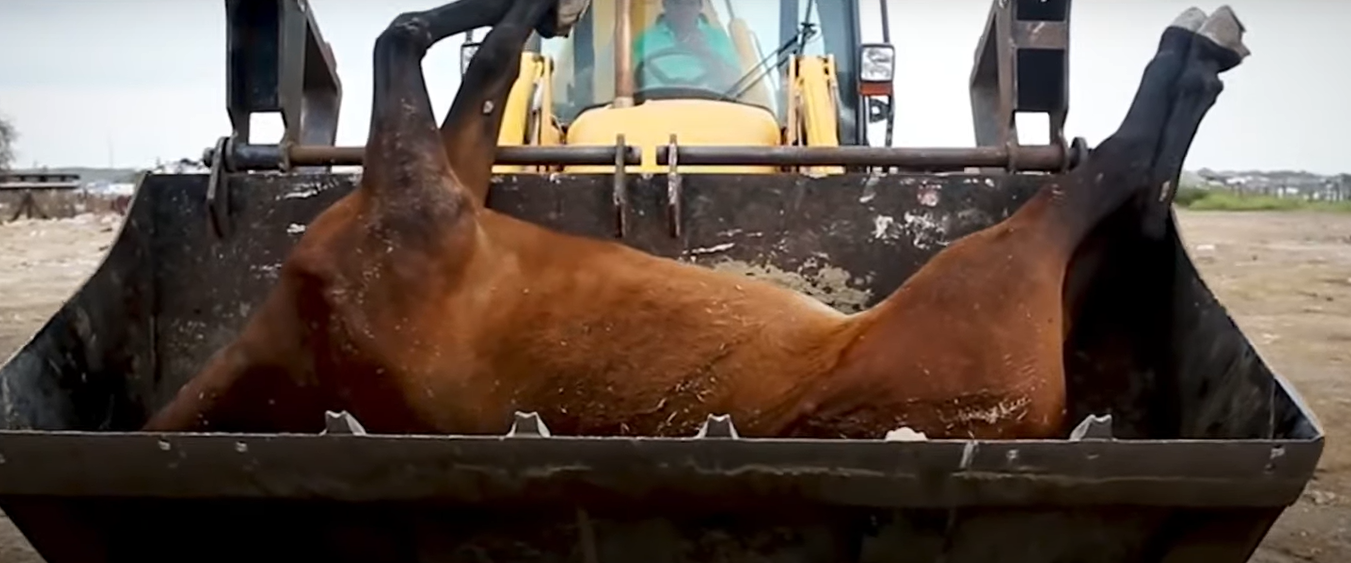 Pacma denuncia las terribles condiciones en las que se encuentran miles de caballos, bueyes y mulas durante la romería de El Rocío.