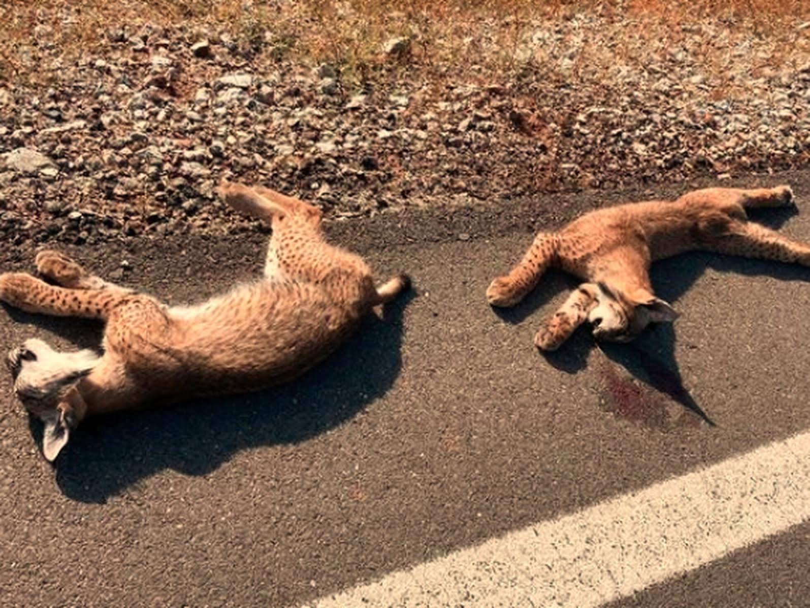 Dos ejemplares de lince ibérico fallecidos en una carretera andaluza.