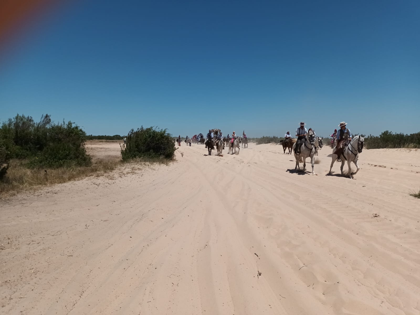 Penúltimo día: la hermandad dormirá a las puertas de Doñana. La comitiva rociera jerezana transitando por la rodá.