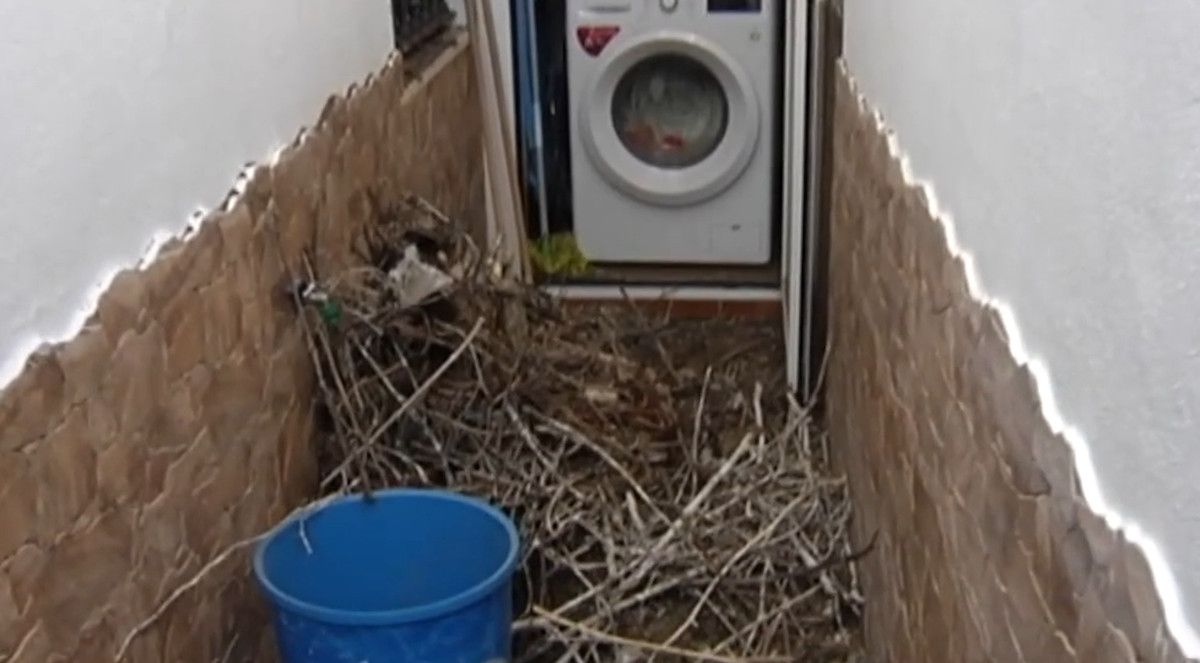 Nido de cigüeñas caído en la case de un vecino de de Picadueñas, en Jerez. CANALSUR