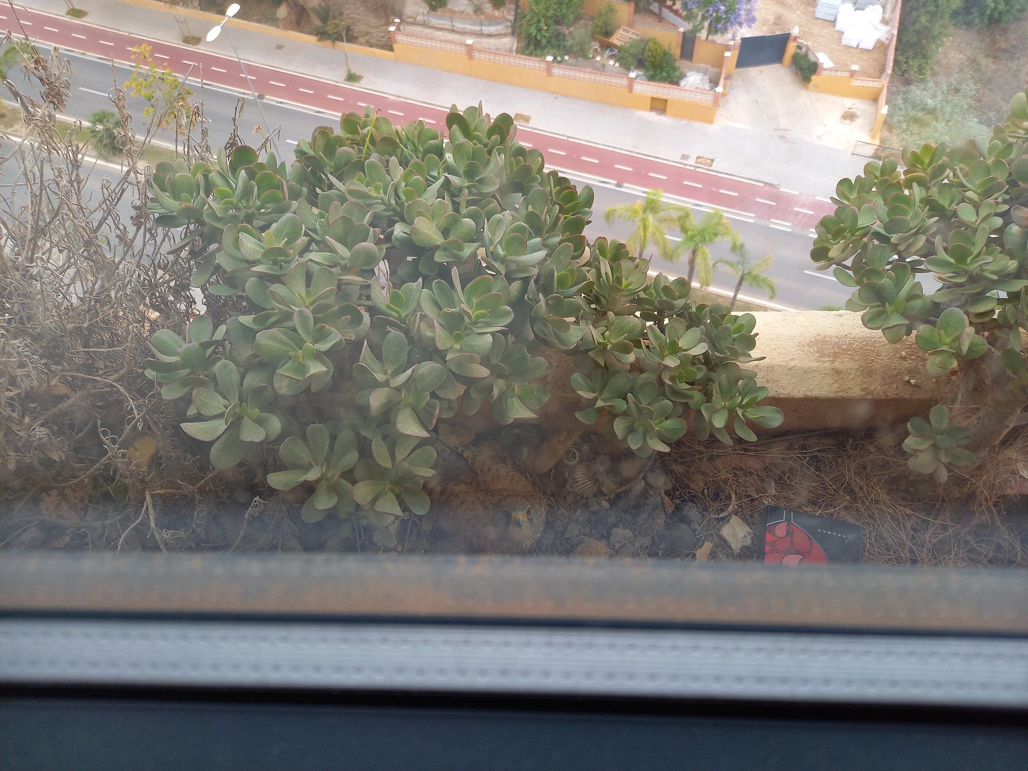 El parterre de la ventana que limpió la joven malagueña, viral en Twitter