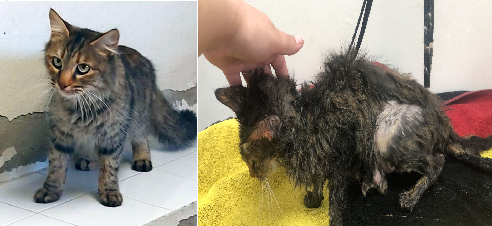  Un gato antes de entrar al zoosanitario y diez días más tarde.  PACMA