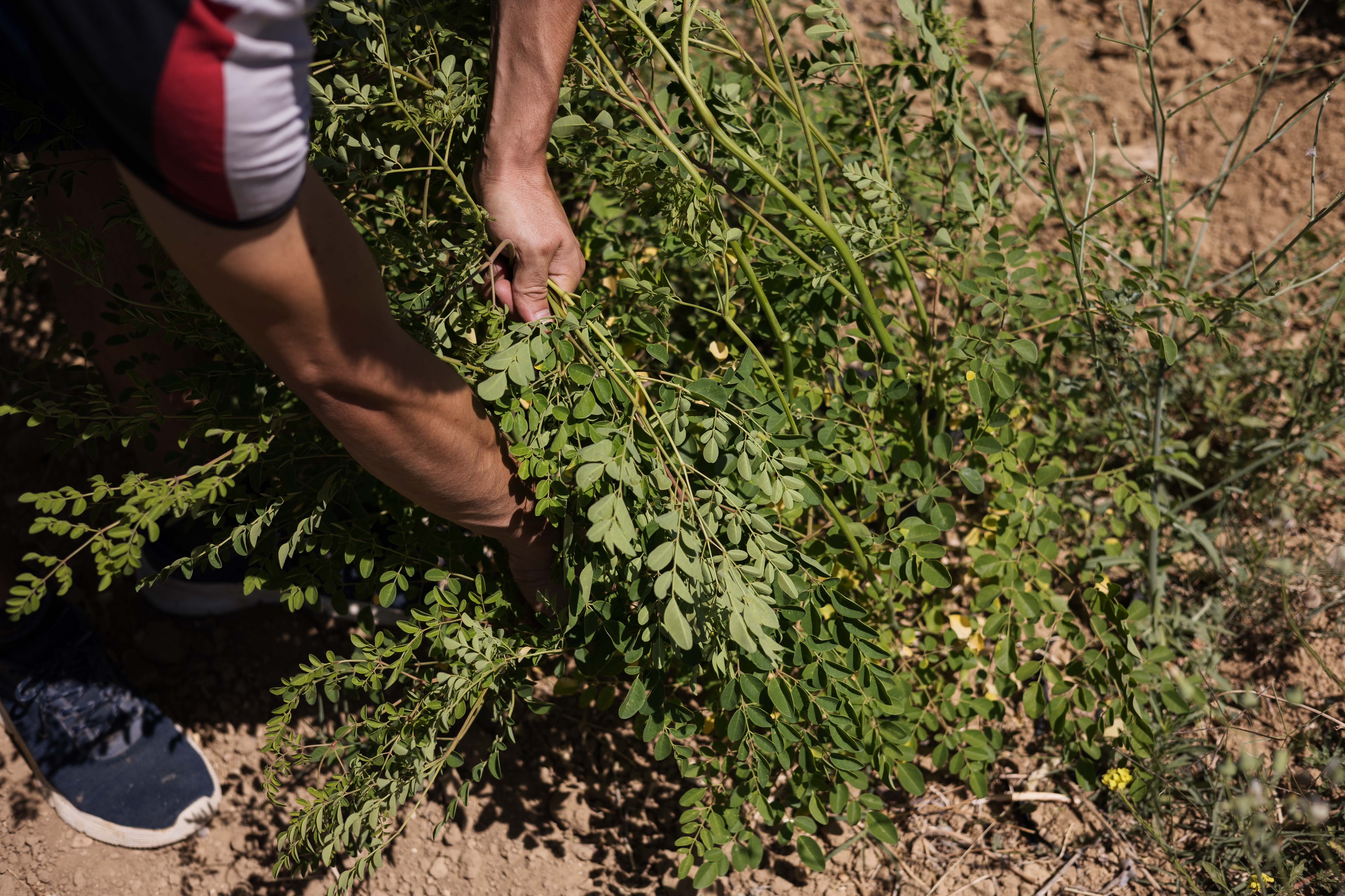 Alberto recoge las ramas de moringa.