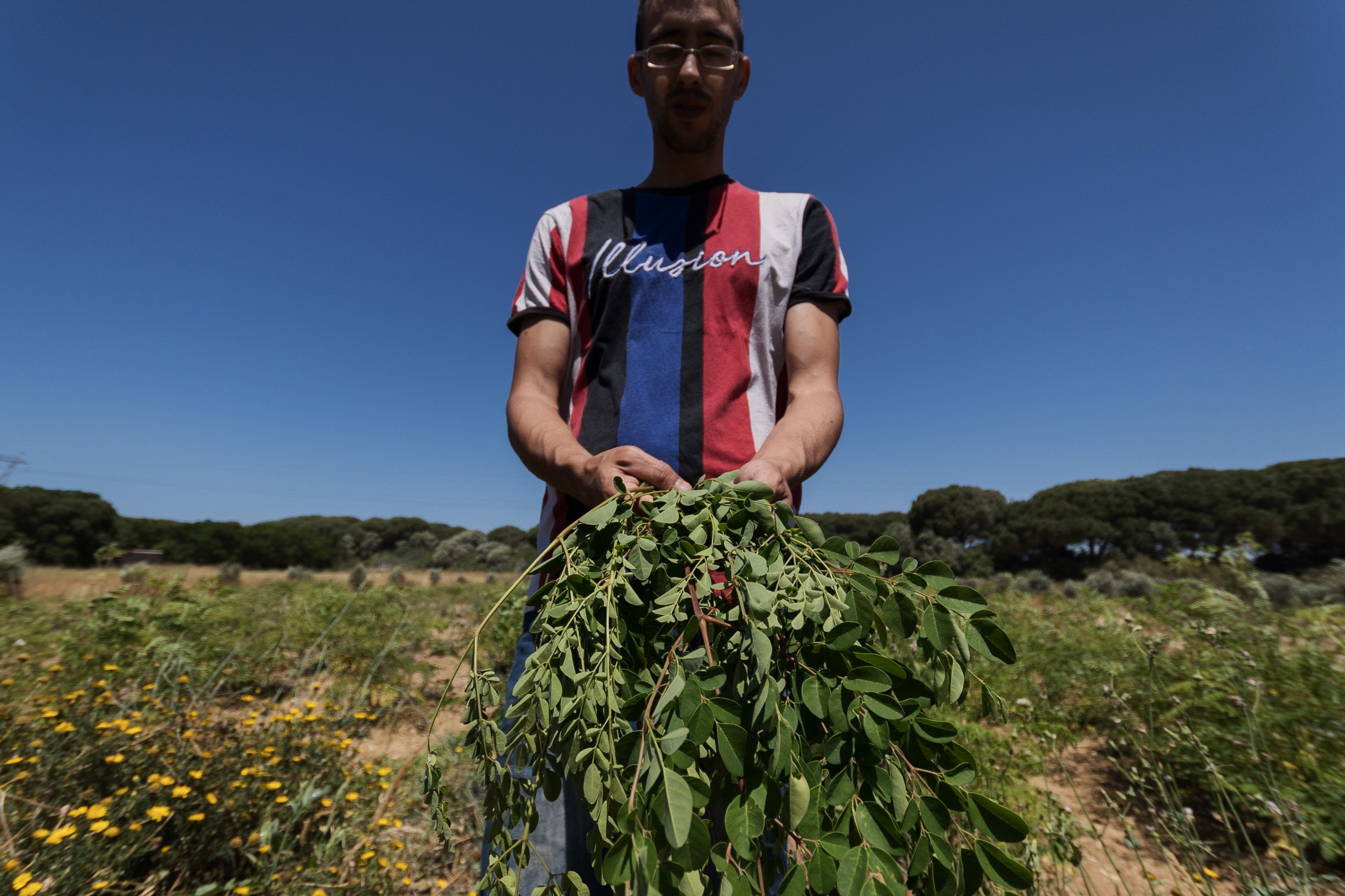 Ramas de moringa recién recogidas en la finca Meinaider.