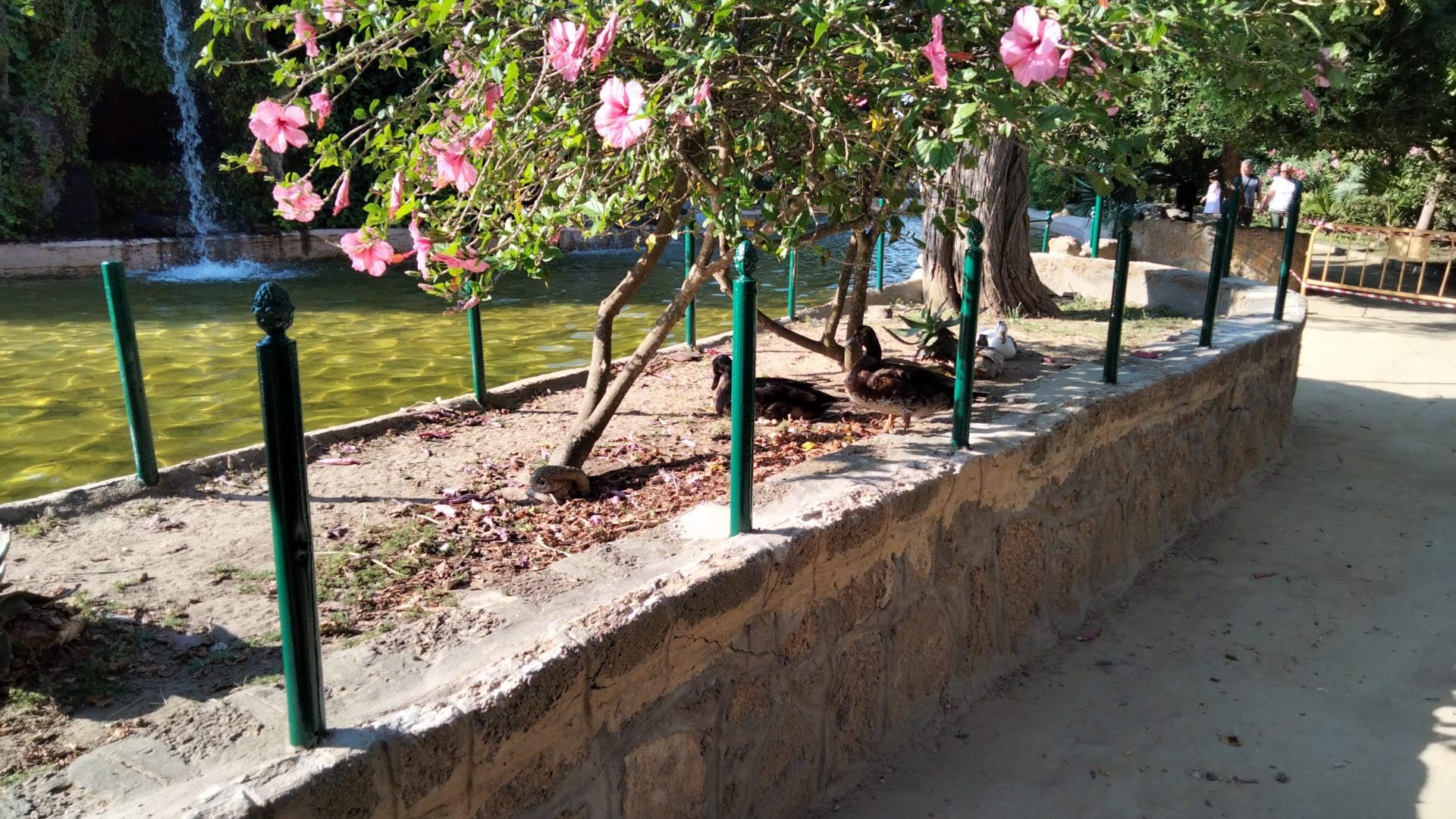 Varios patos en el Parque Genovés de Cádiz.
