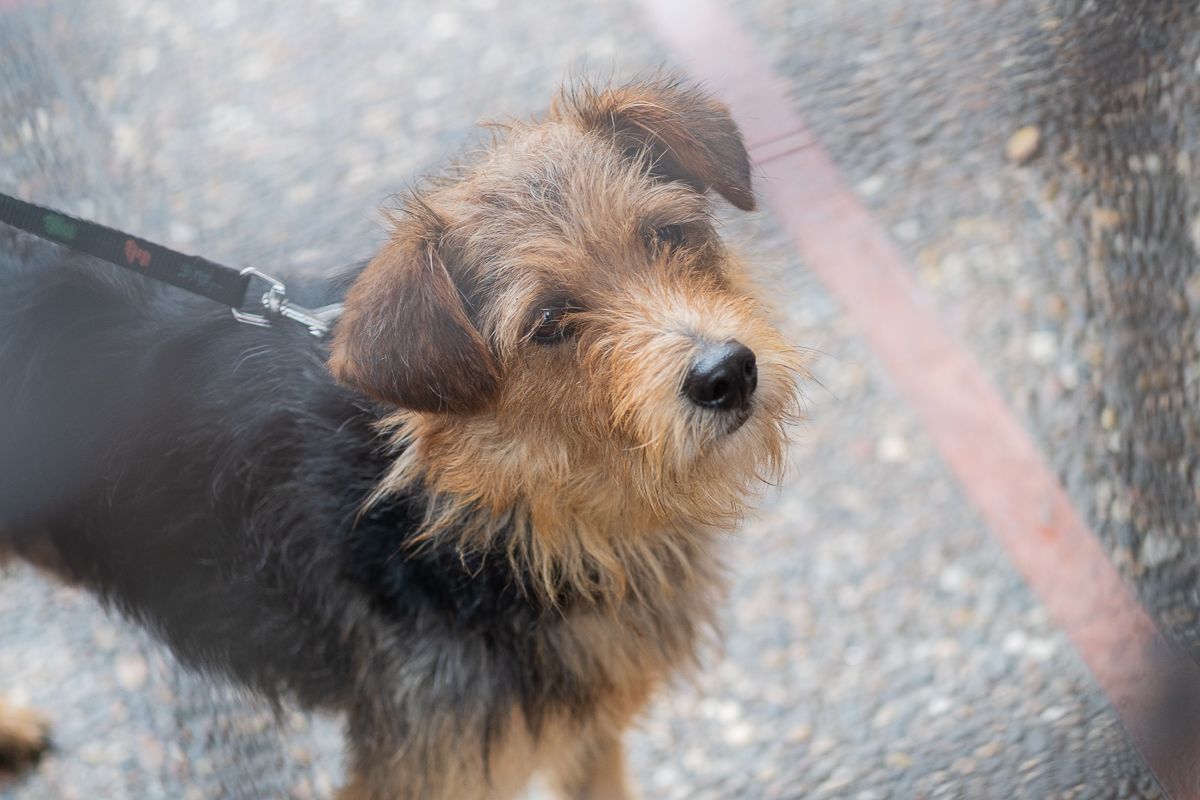 Un perro, en una imagen de archivo. FOTO: MANU GARCÍA Un perro, en una imagen de archivo. FOTO: MANU GARCÍA
