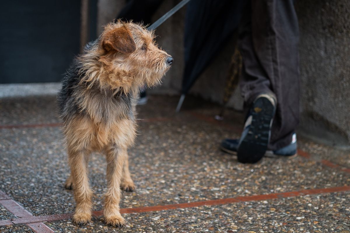 Un perro, ejemplo de animales de compañía, en una imagen de archivo.