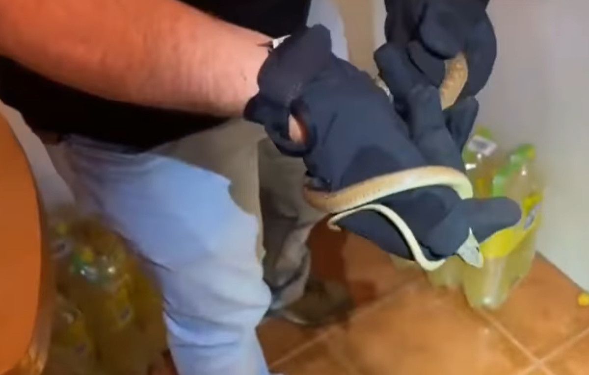 Culebra encontrada en la cocina de una vecina de Algeciras.