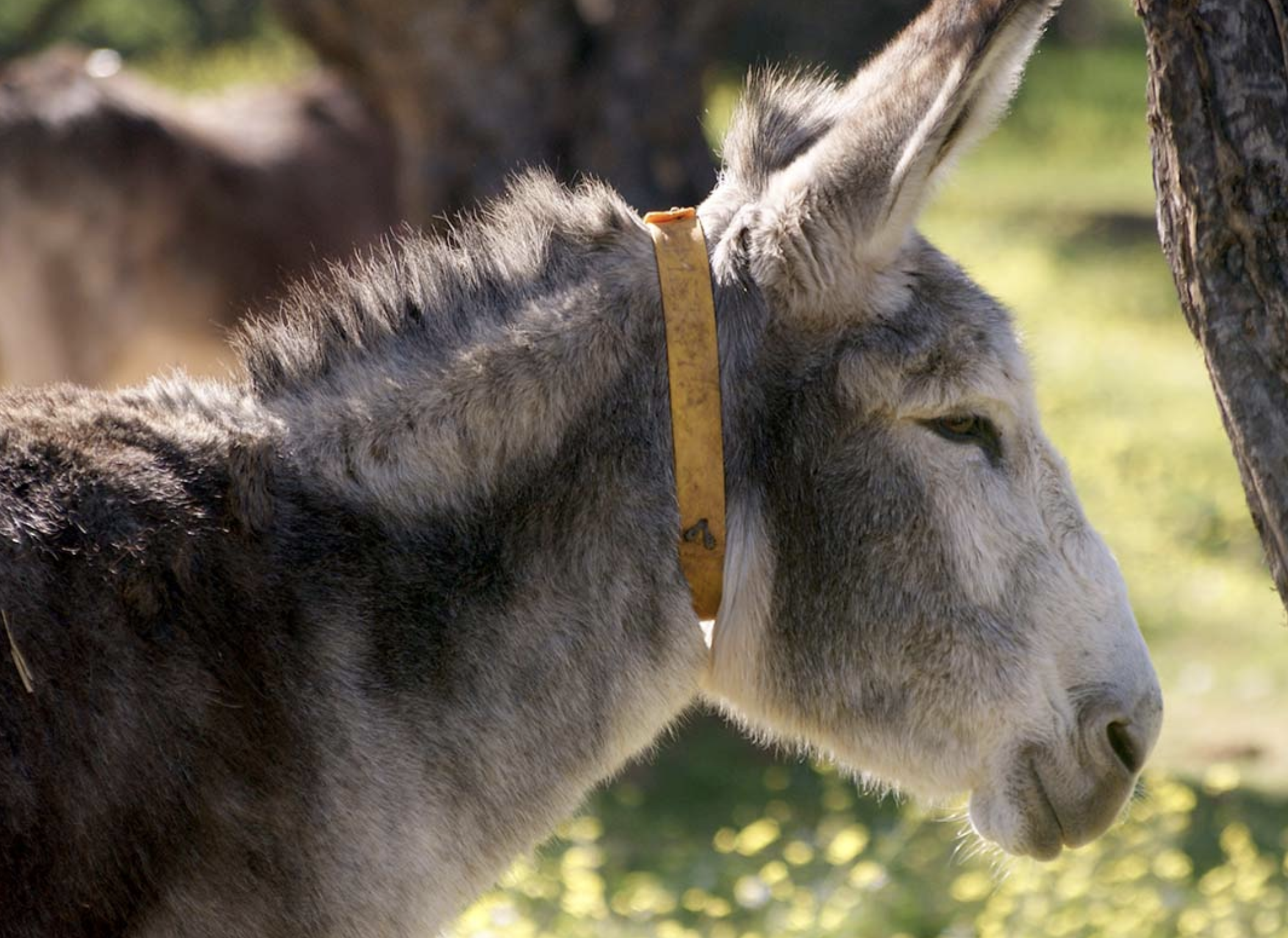 Un burro en una imagen de archivo.  ELREFUGIODELBURRITO