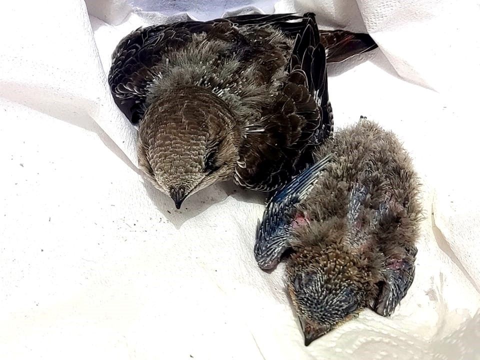 Crías de Vencejo en el Zoo de Jerez.