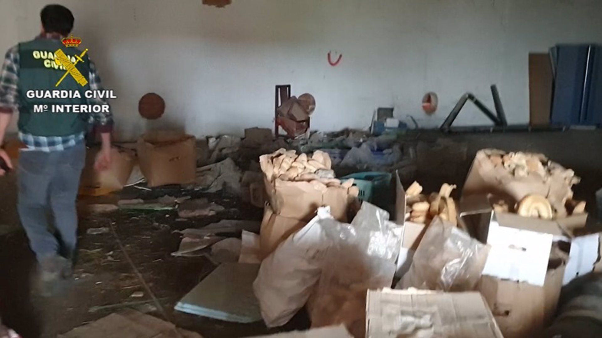 Matadero ilegal en El Molar. 