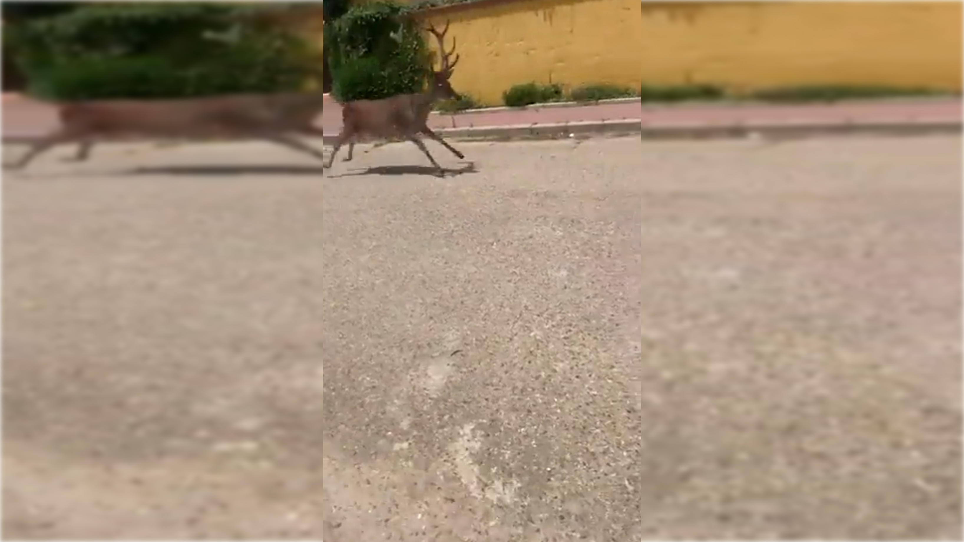 Imagen del ciervo corriendo por Matalascañas.