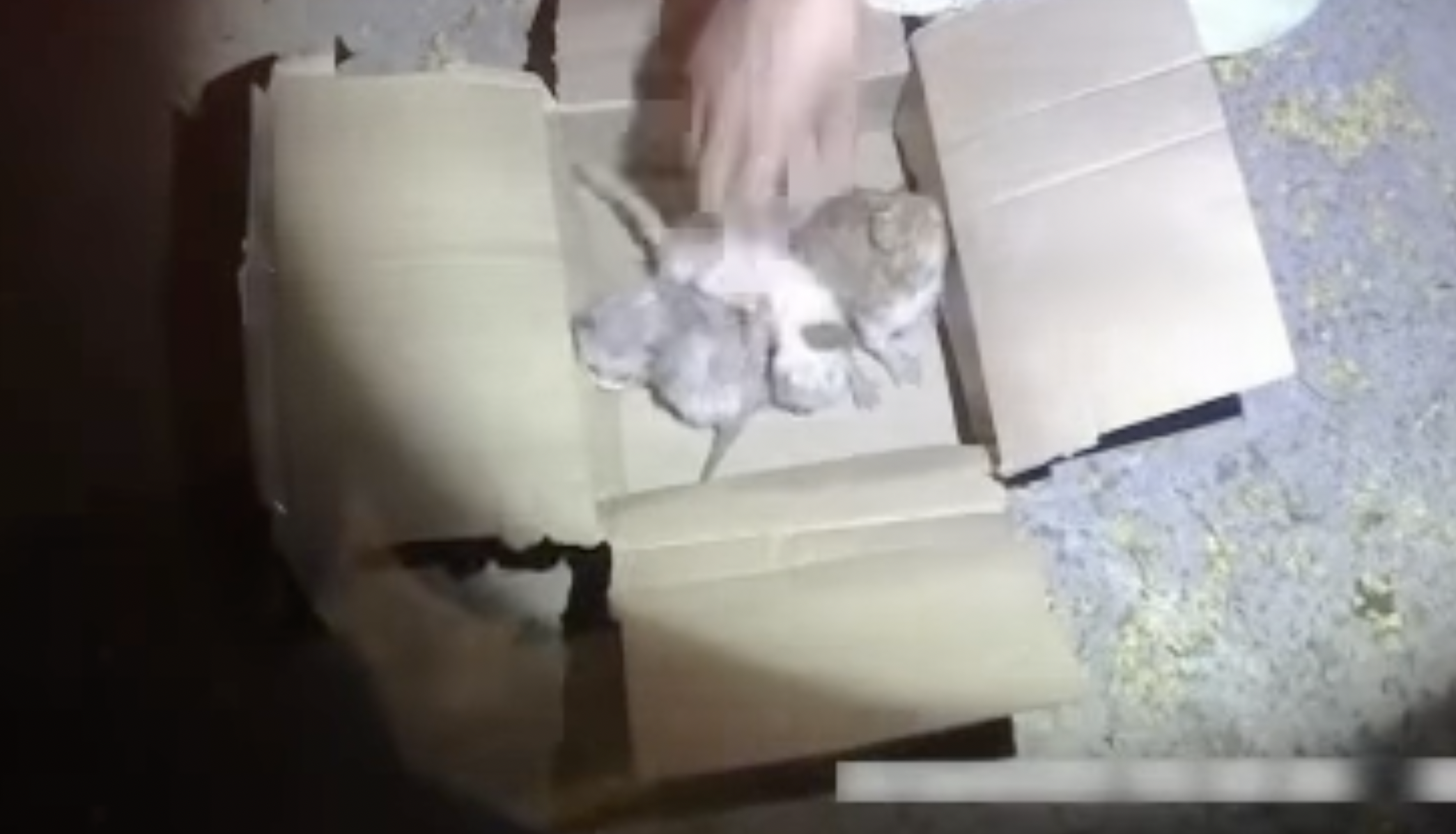 Gatos encontrados en una bolsa tirada al contenedor en Sanlúcar. 